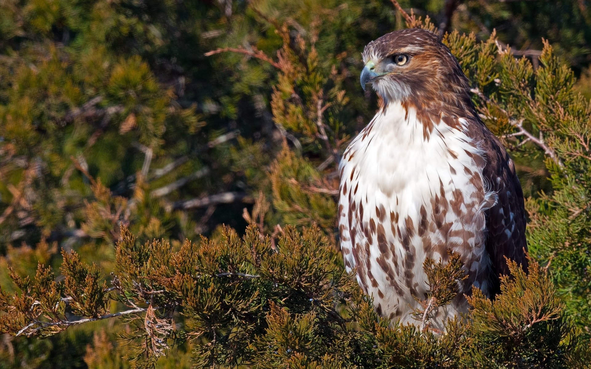 rotschwanzarych falke vogel zweig