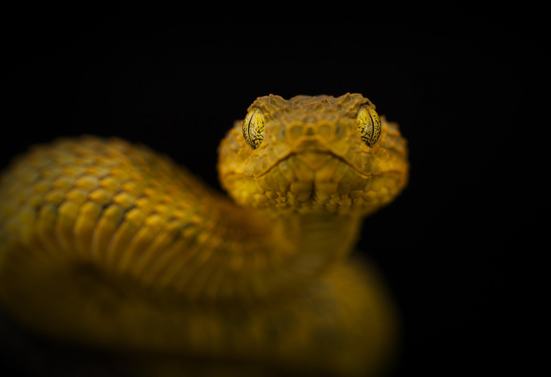 yeux dans les yeux serpent venimeux