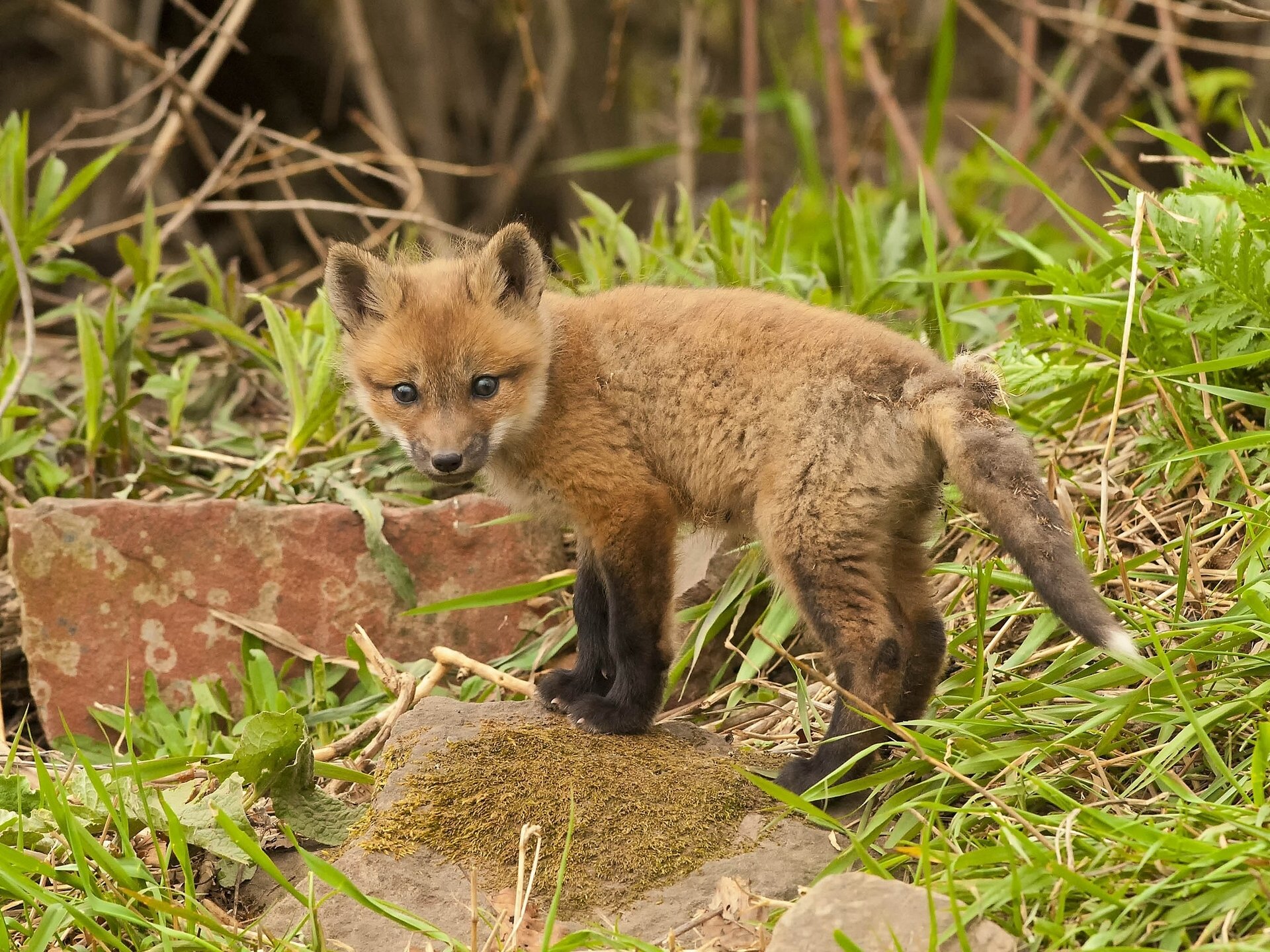 fox babe stones gra