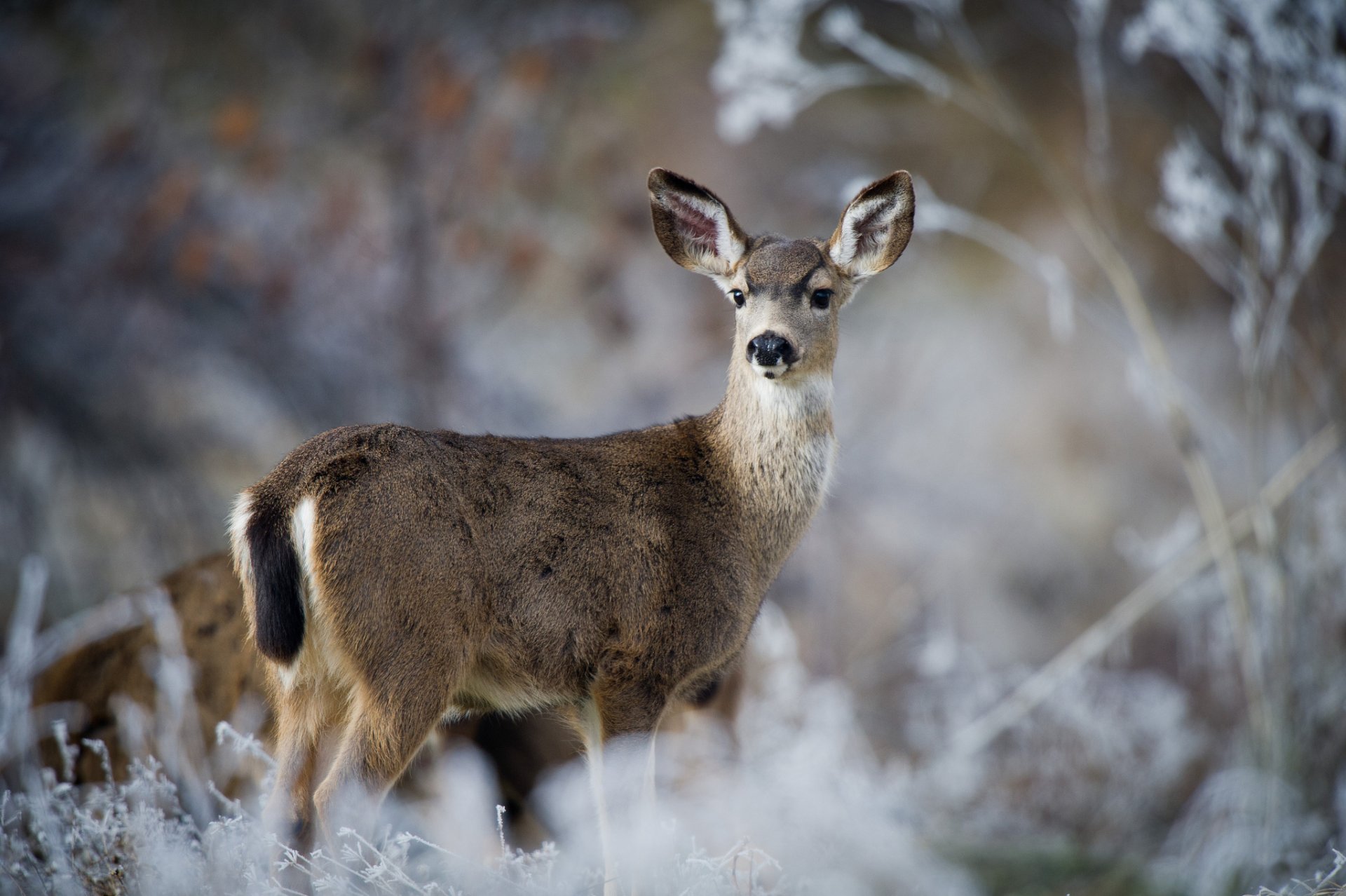 natura cervo coda nera