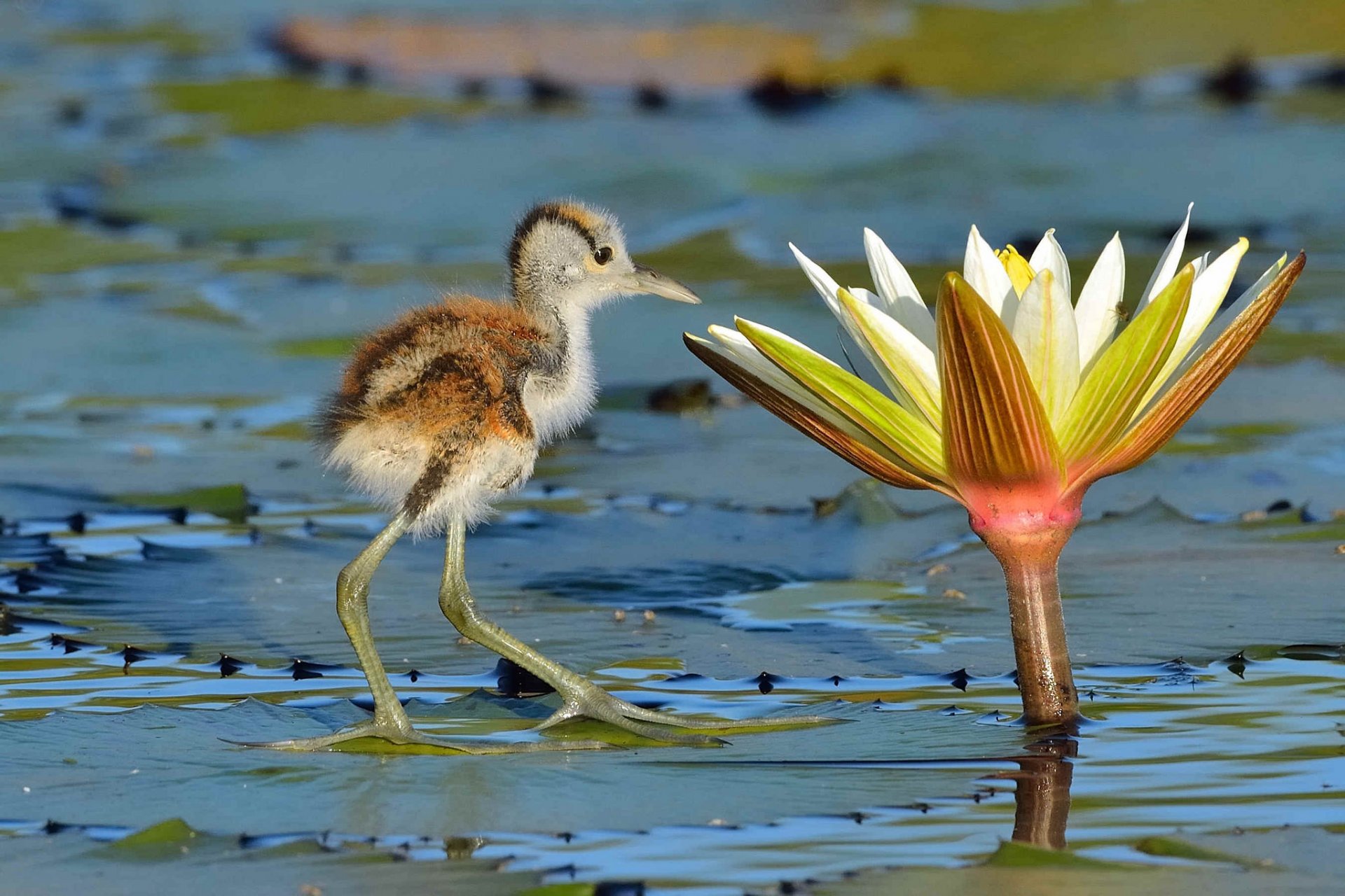 plan d eau lotus fleur feuilles oiseau yakana africaine poussin curiosité