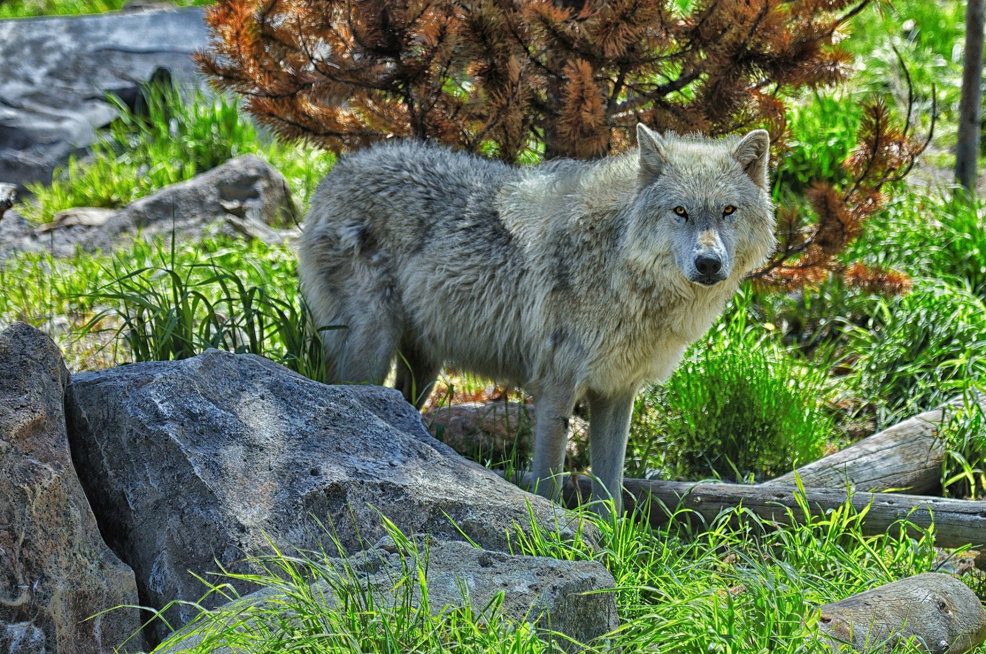 loup prédateur pierres