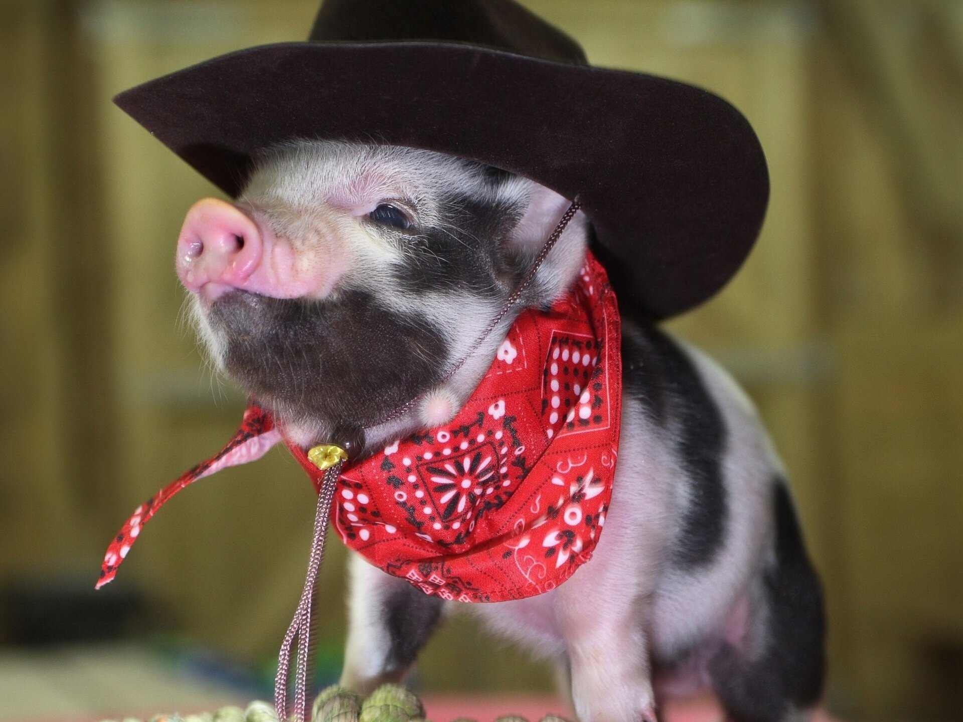 cochon chapeau cowboy