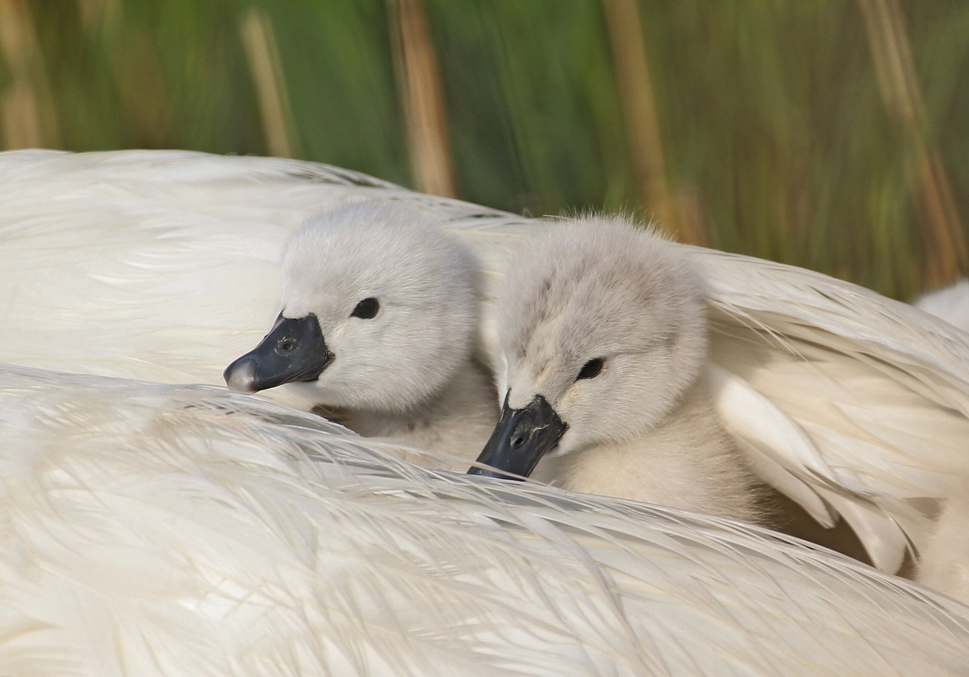 cisnes polluelos plumas ala refugio