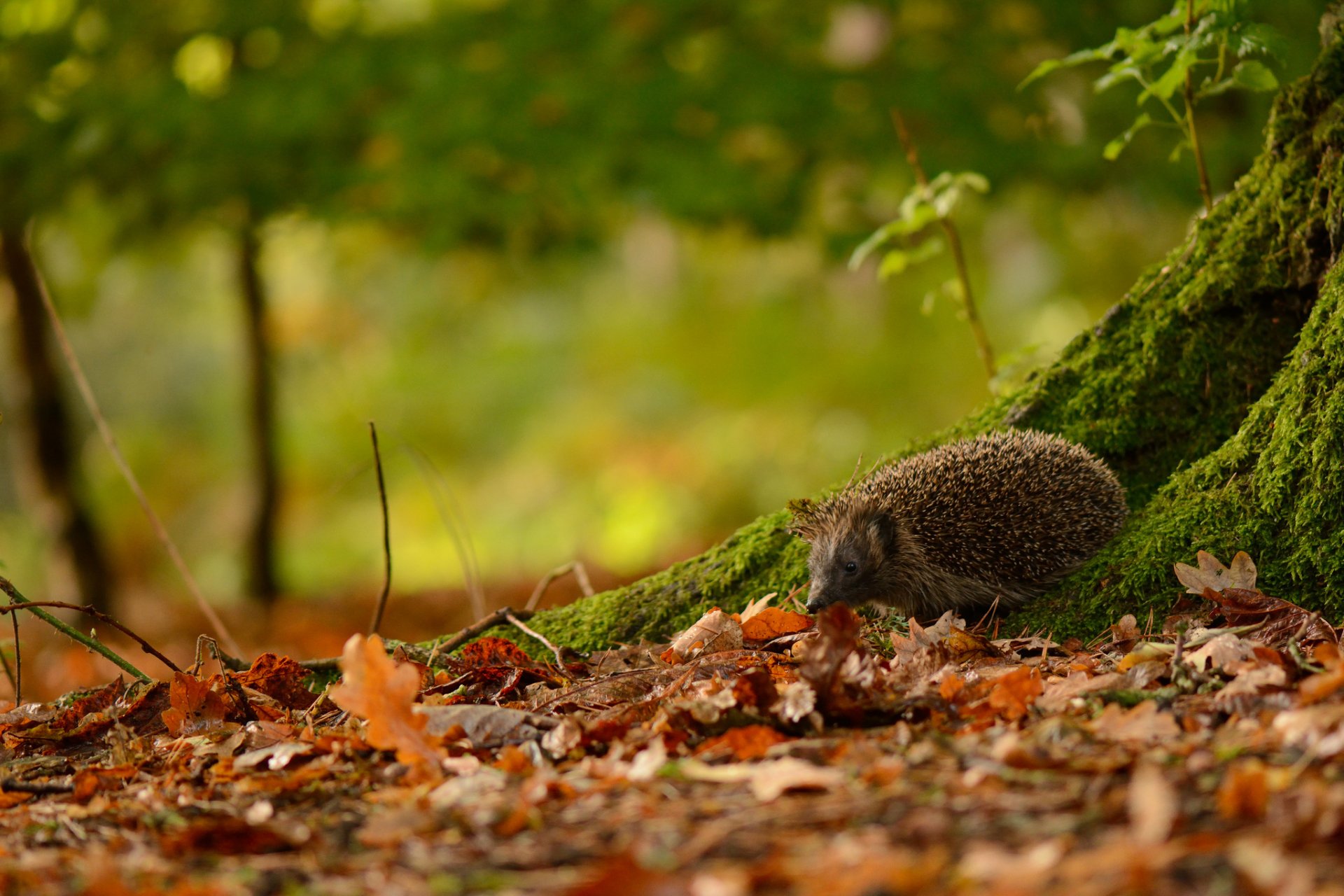 hedgehog eyes snout thorn leaves forest nature