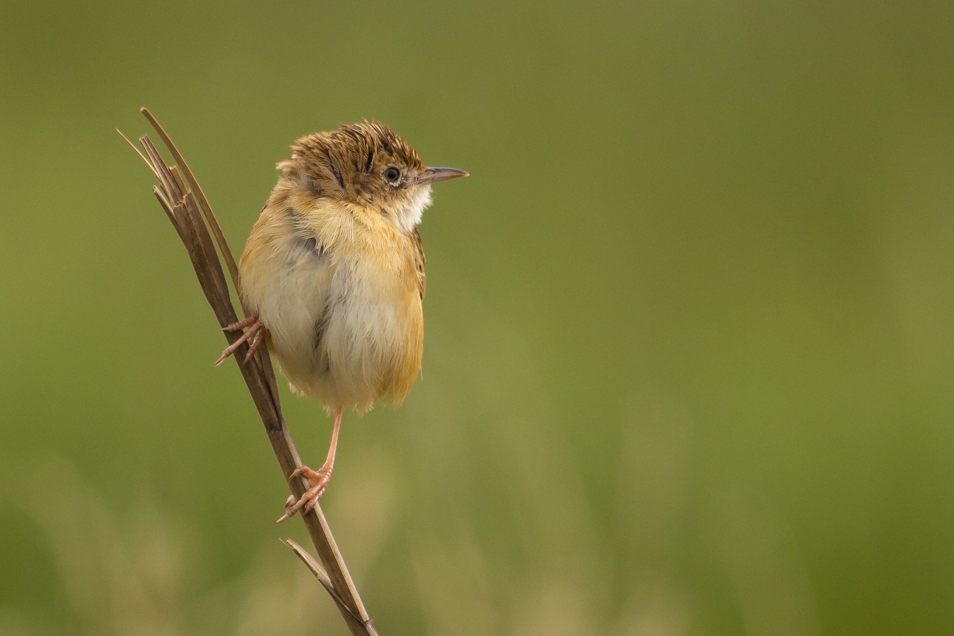 zweig vogel hintergrund