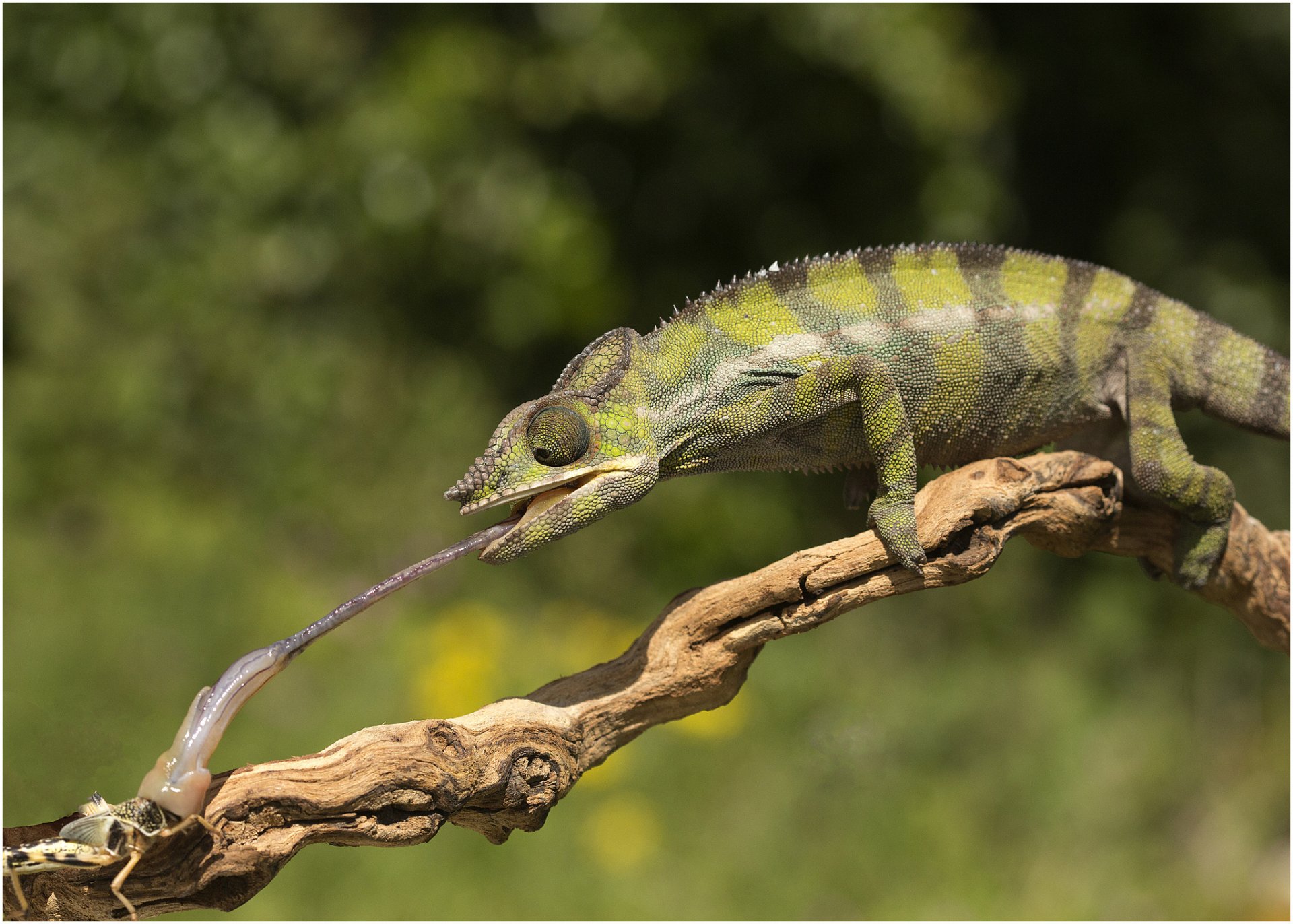 caméléon noeud langue butin