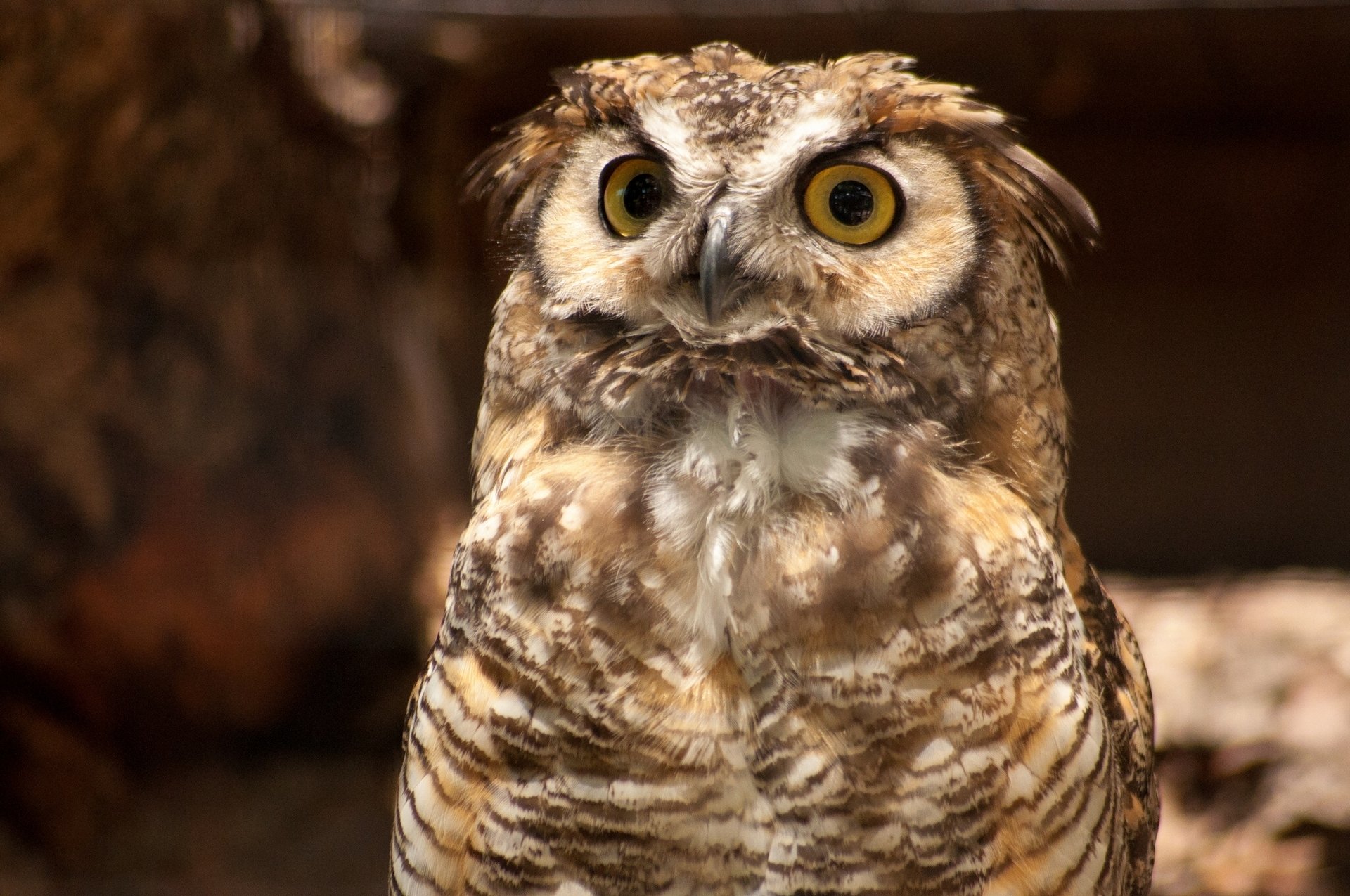 hibou de virginie hibou oiseau