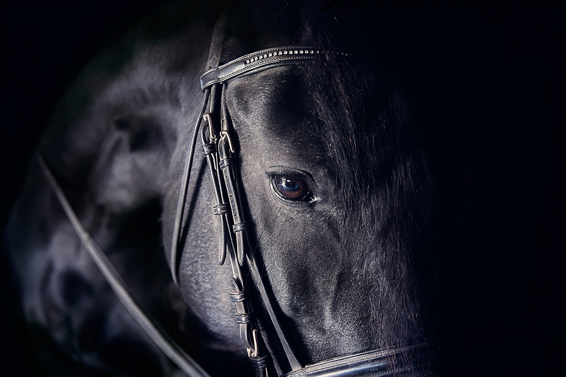 cavallo cavallo sguardo occhio