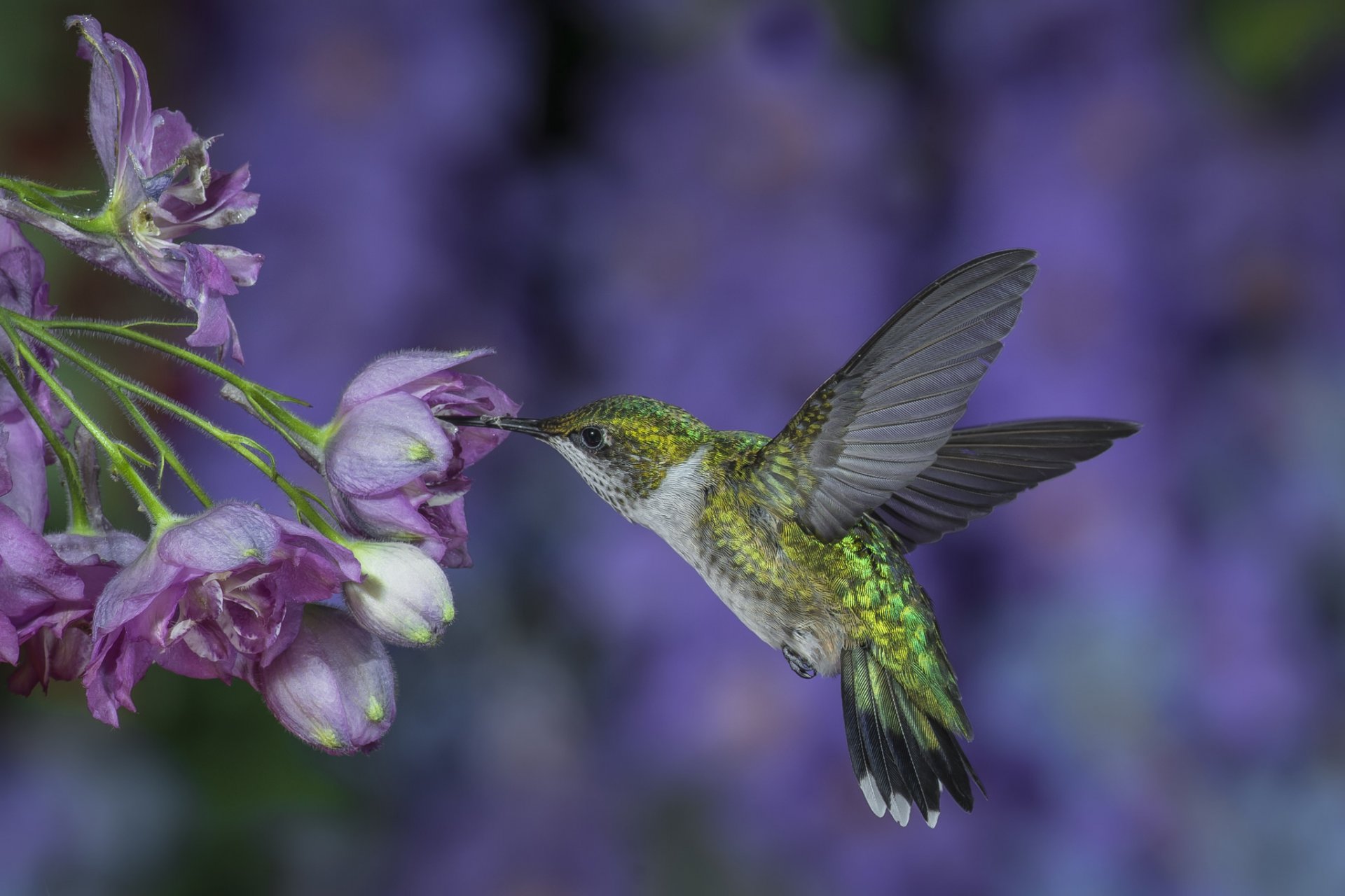 hummingbird bird flight wings wag flower purple background