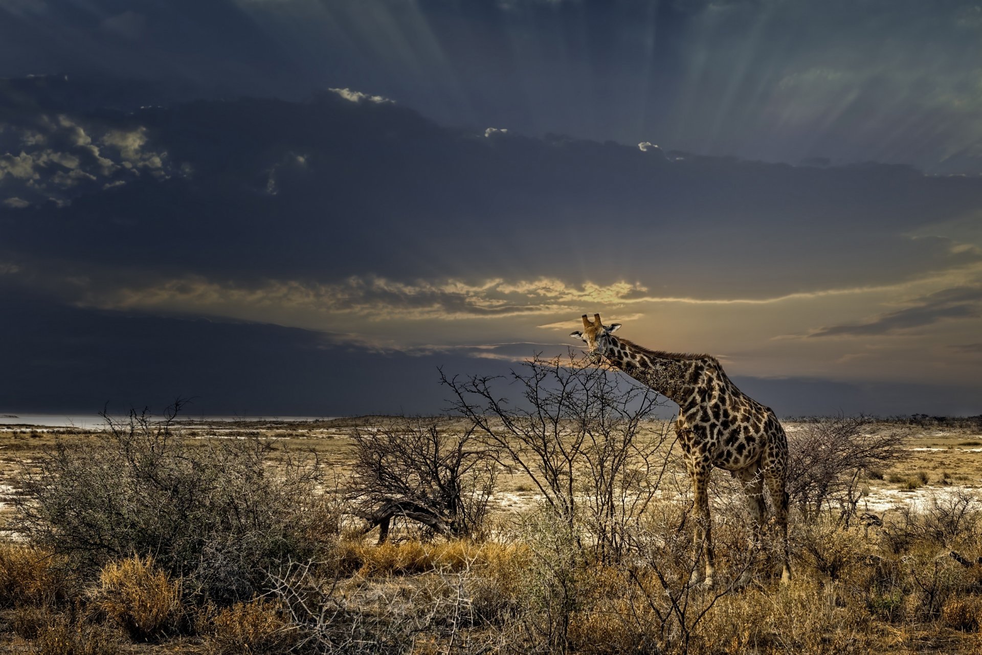 giraffe grass bush wildlife