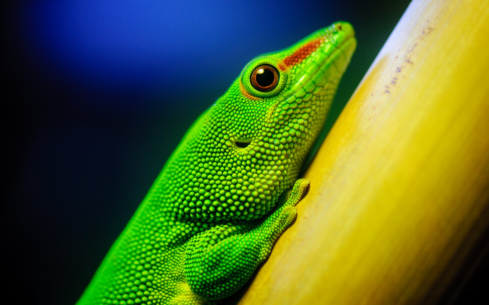 lizard close up california academy of science