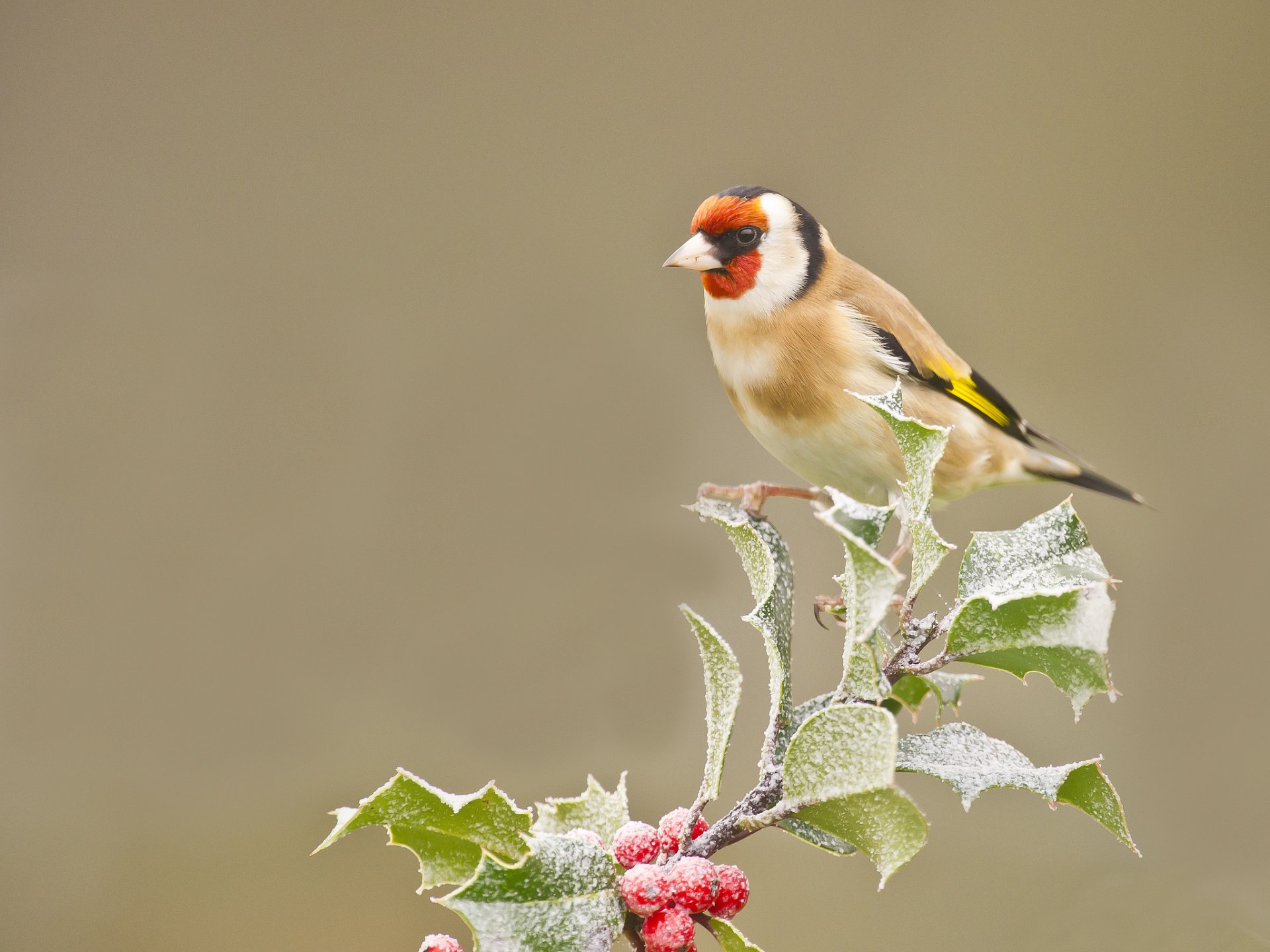 branch leaves berries frost poultry goldfinch