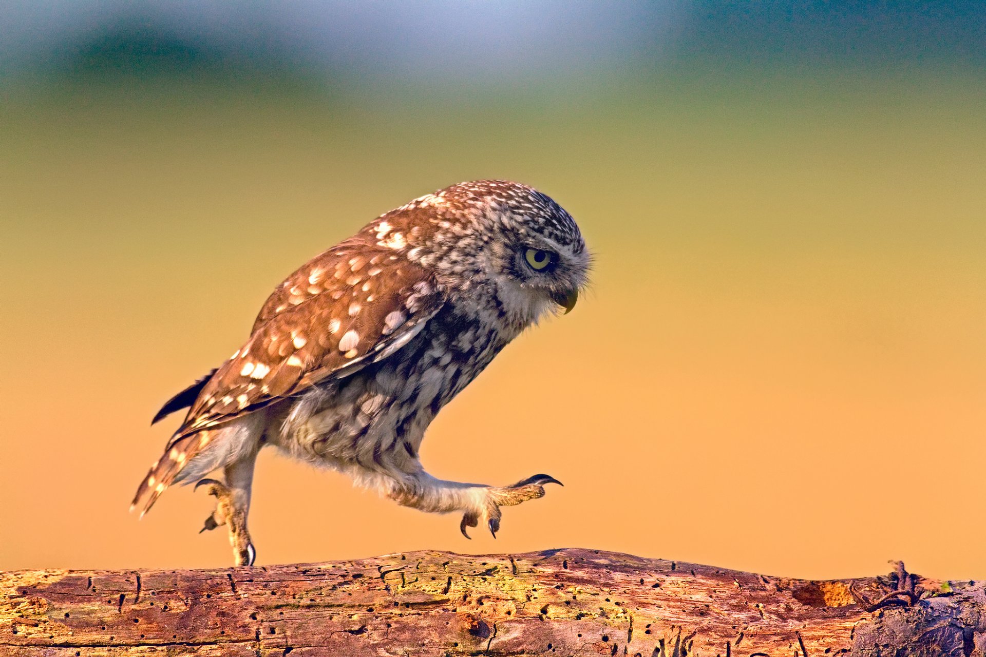 pájaro búho caminar caminar tablero madera textura fondo