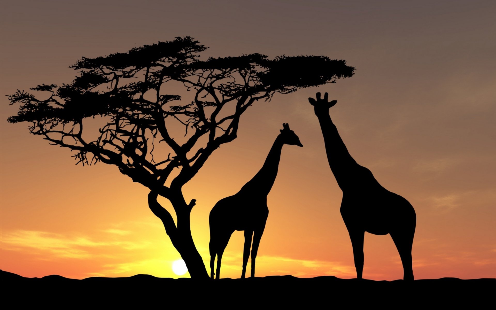 tramonto ombra animali fauna giraffe africa albero sfondo giallo-marrone