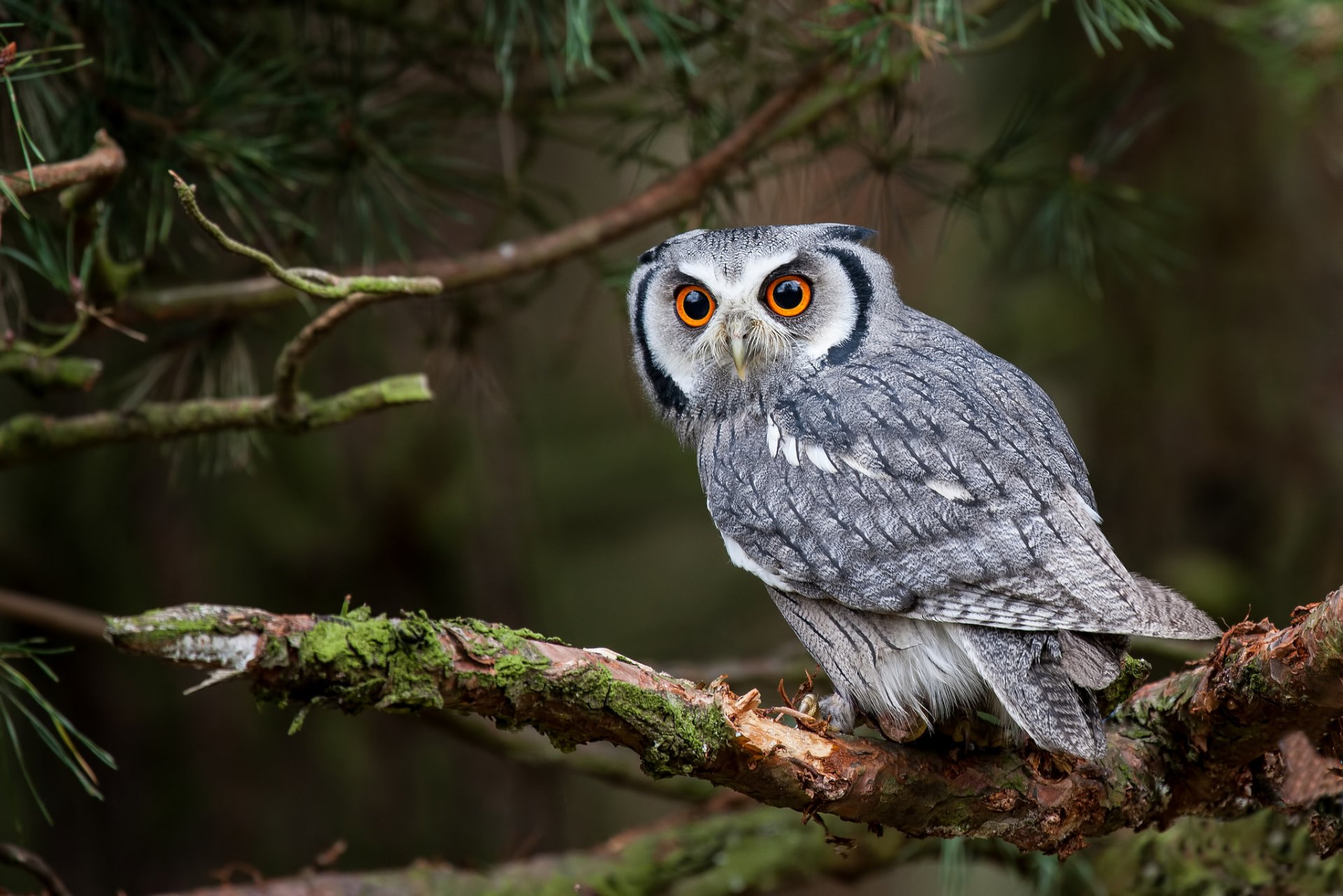 paletta dalla faccia bianca gufo gufo uccello vista ramo albero foresta