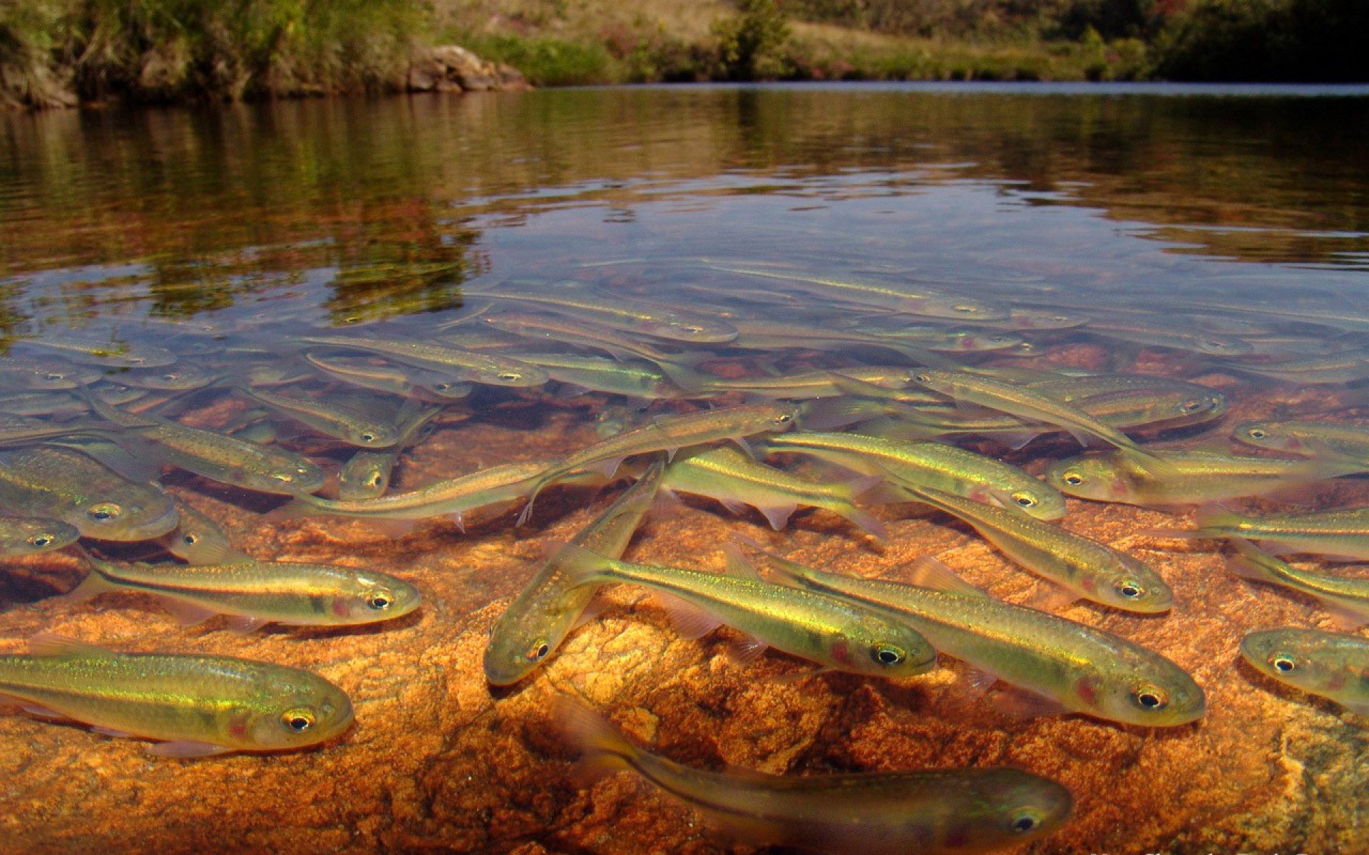 national geographic lago río pescado agua transparencia