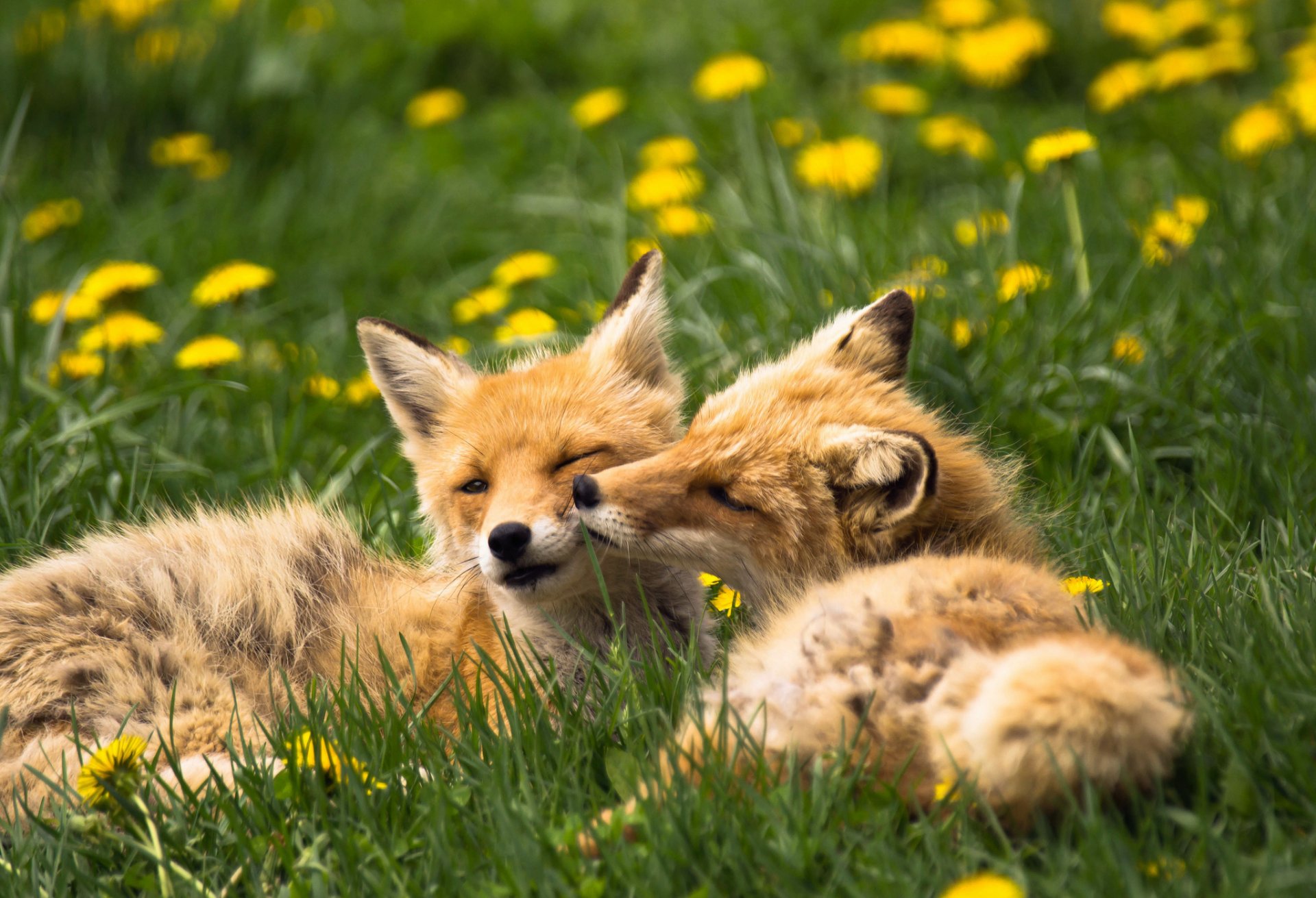 fox animals grass dandelions summer nature