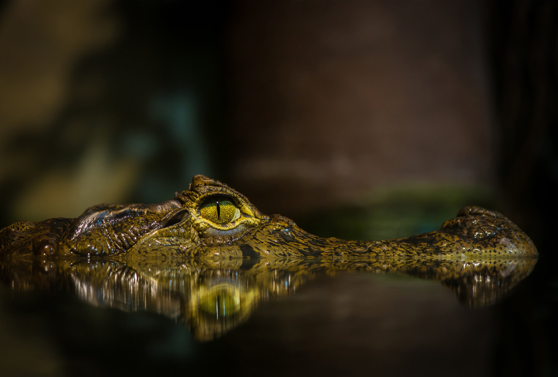 krokodil teich wasser auge schnauze