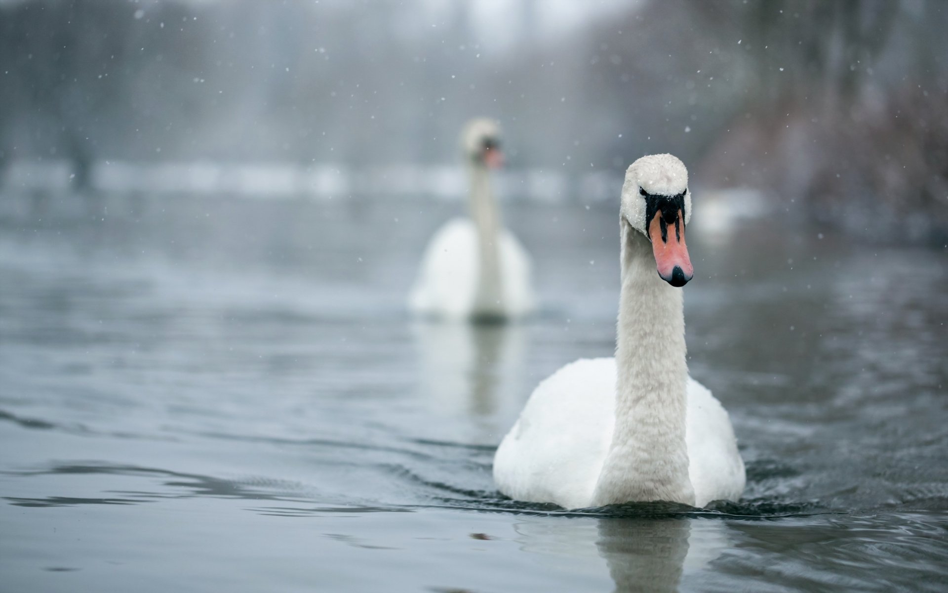 birds swans nature