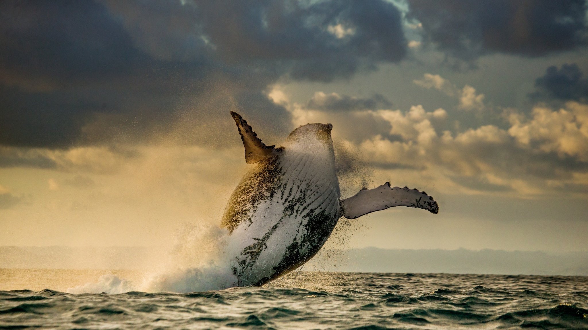 oceano balena mammiferi salto