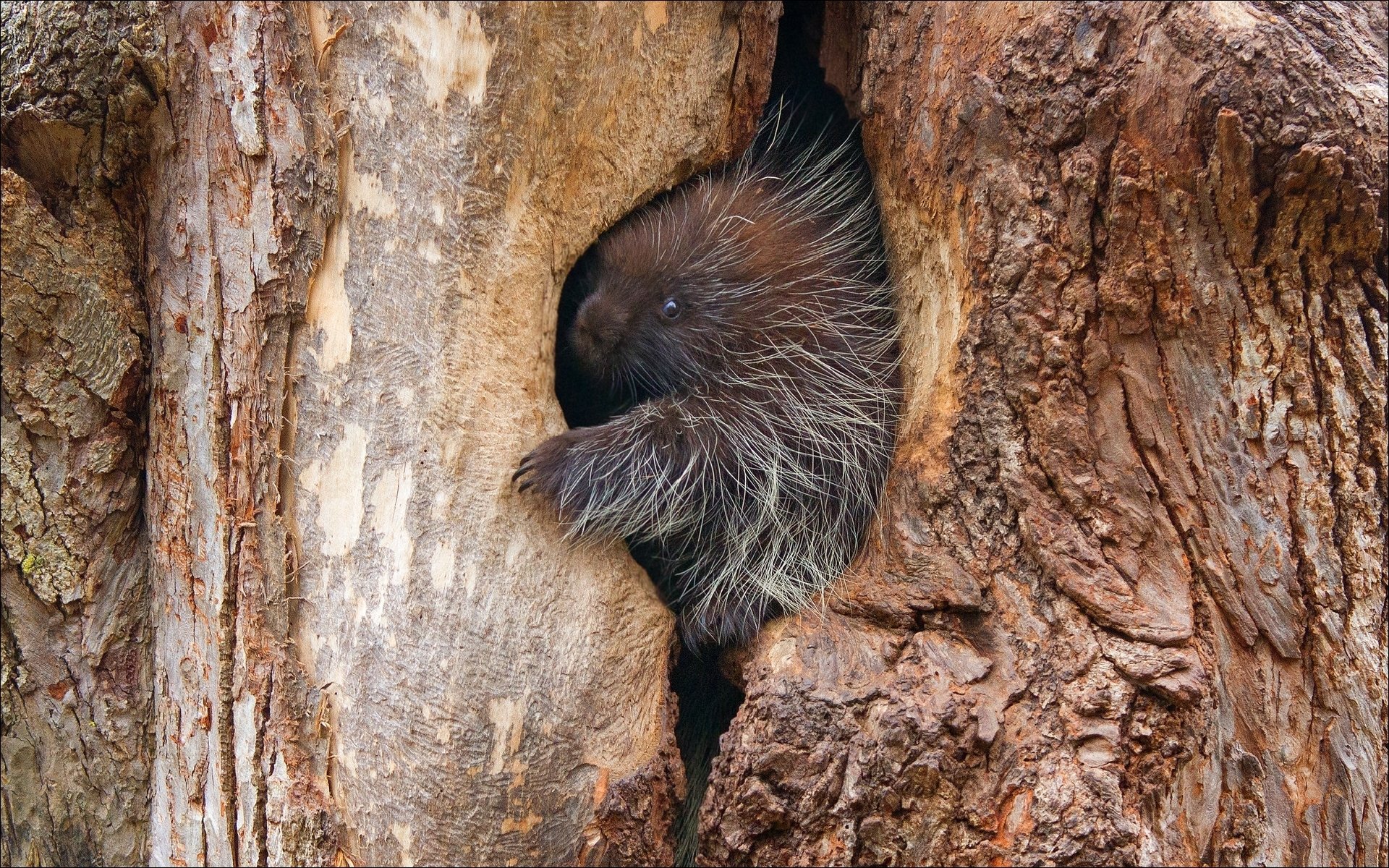 naturaleza animales milagro puercoespín