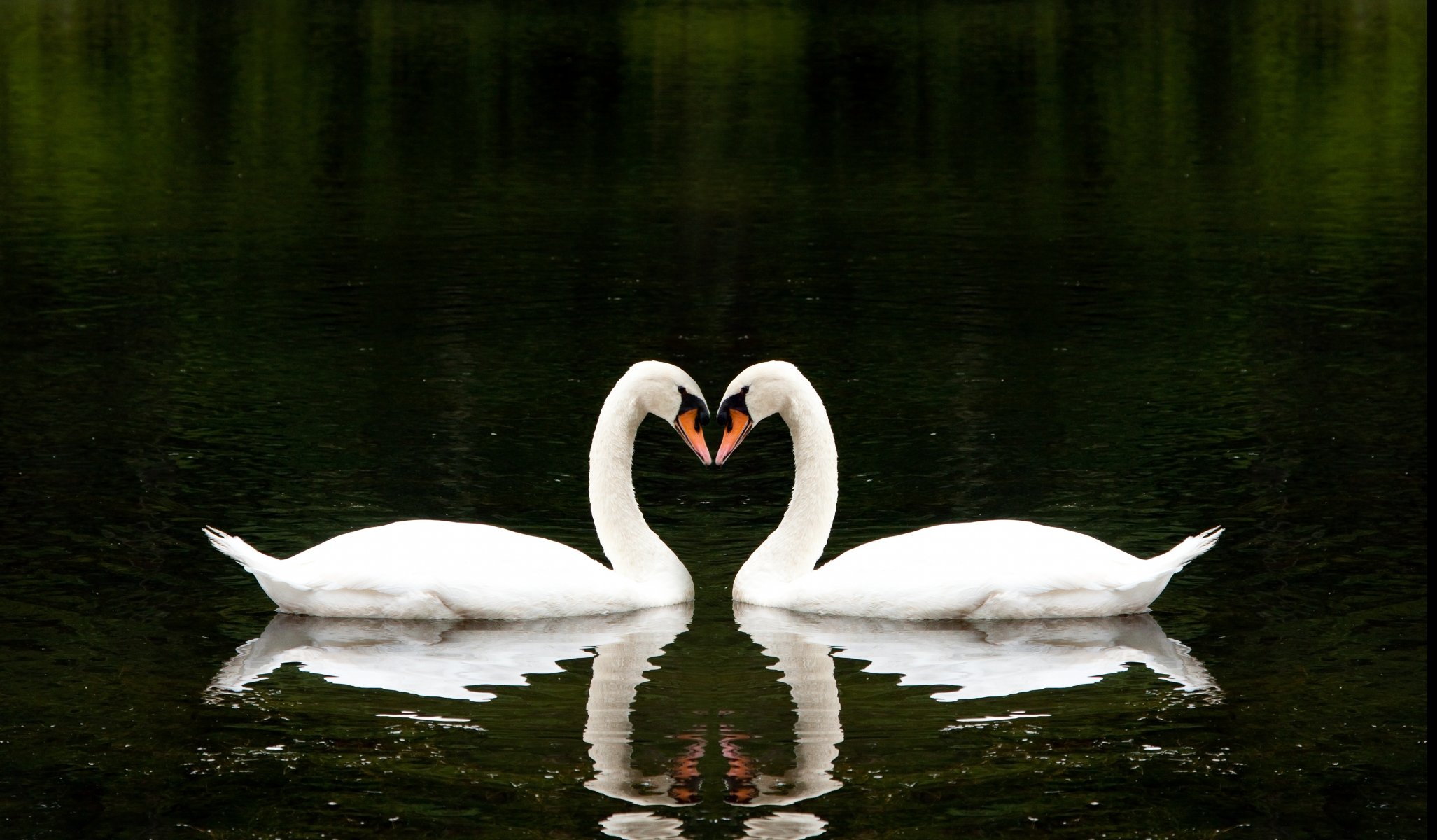 due cigni bianchi lago romantico insieme amore bello romantico cuore