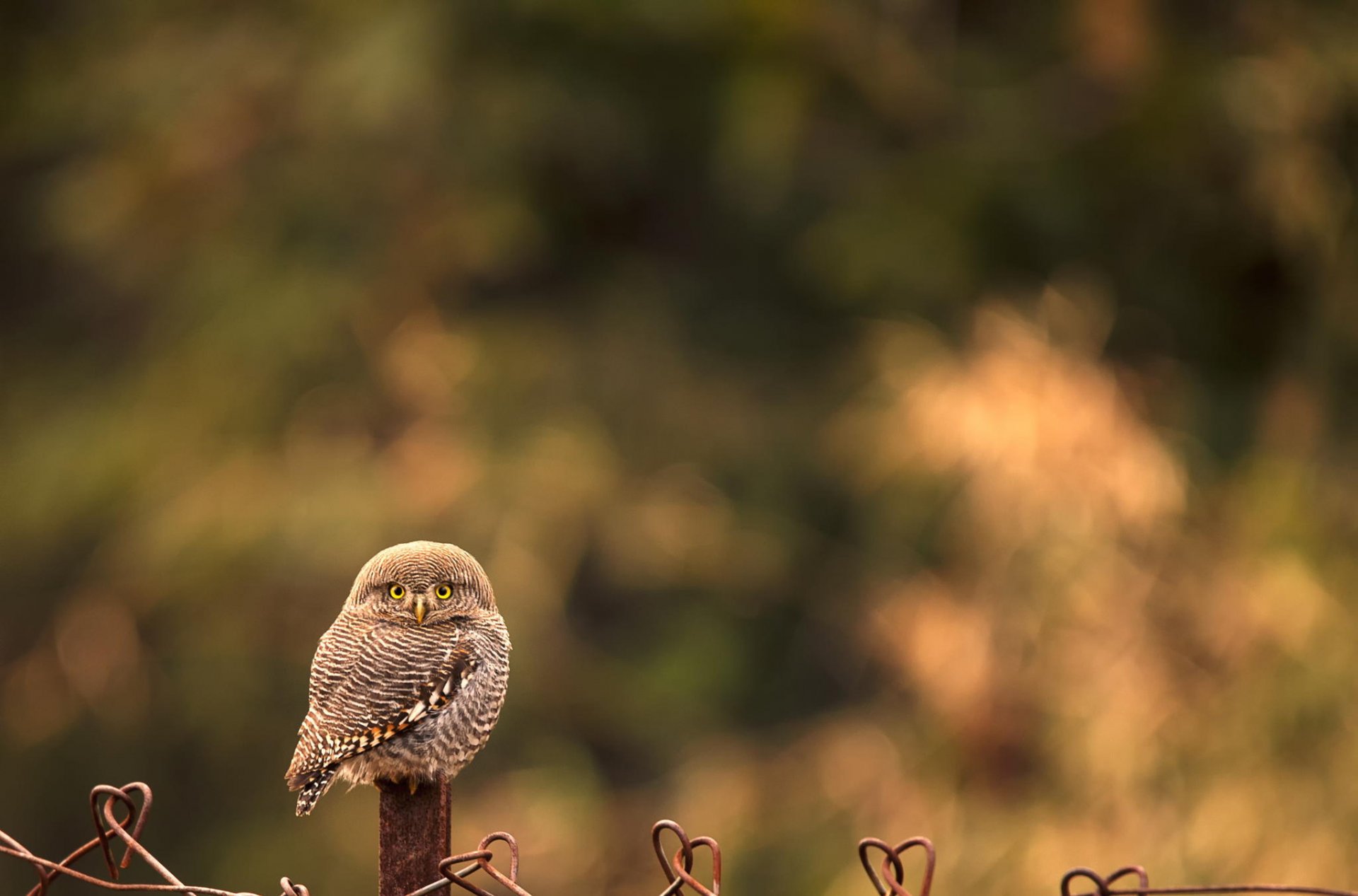 tiere natur vogel eule