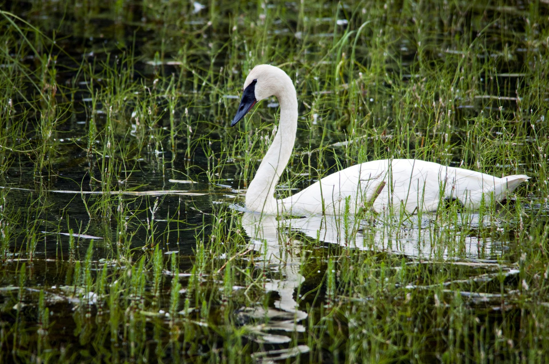 stagno bianco cigno becco