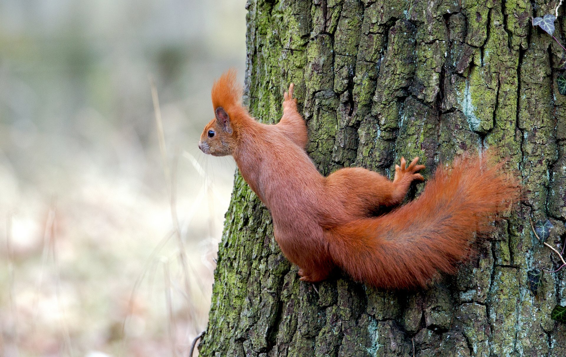 protein red tree