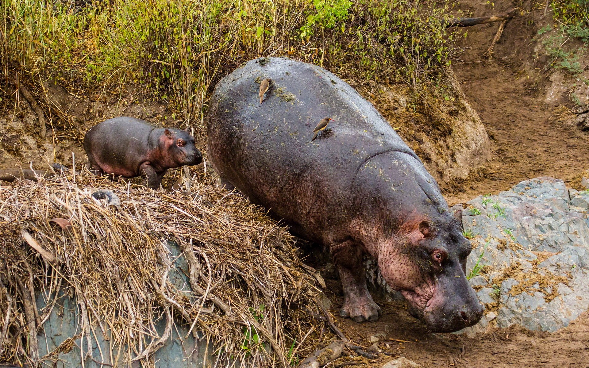 hipopótamo animales