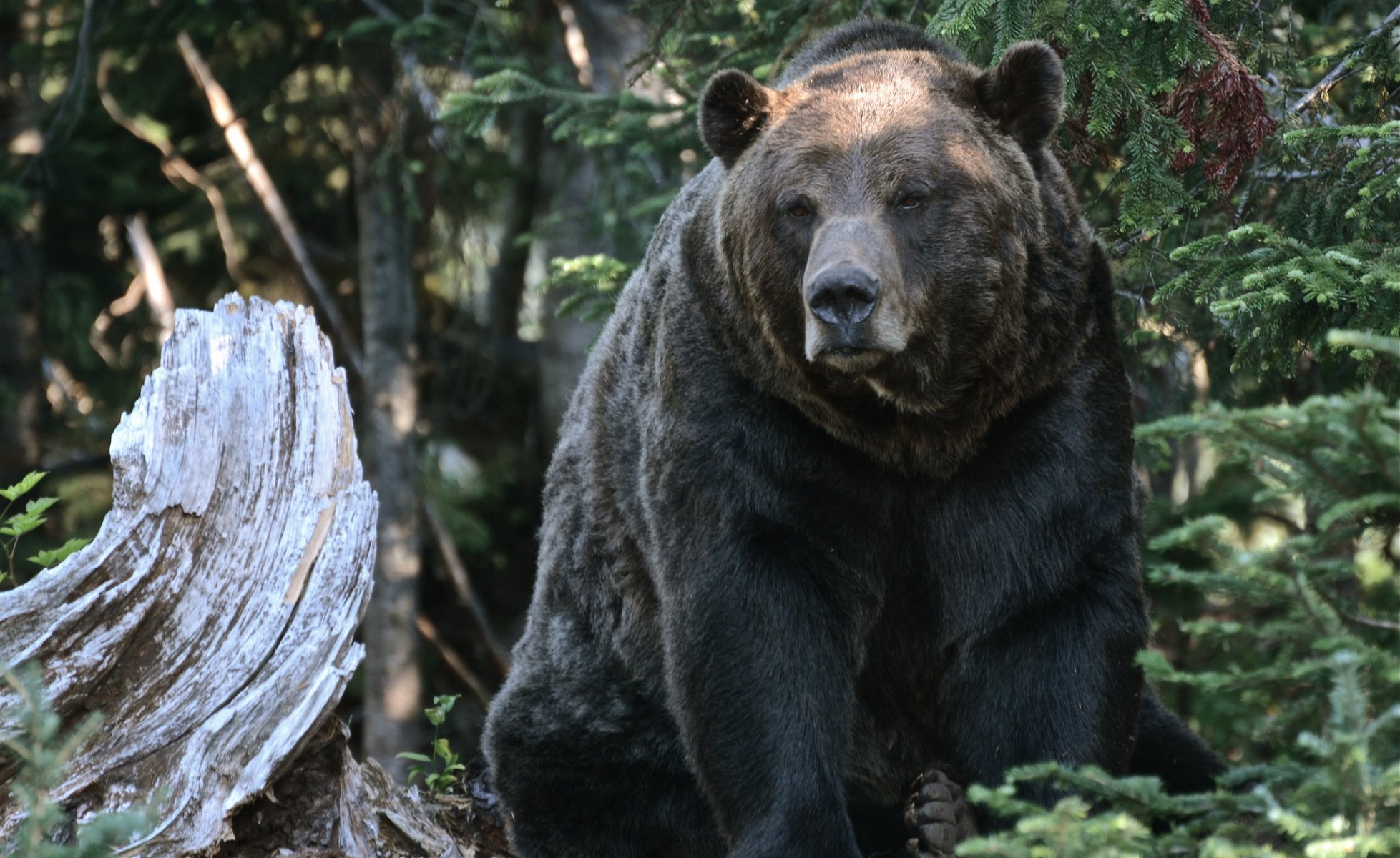 niedźwiedź grizzly kłoda las natura