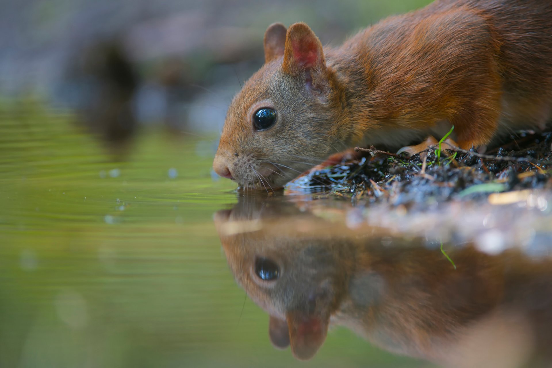 rodent water thirst