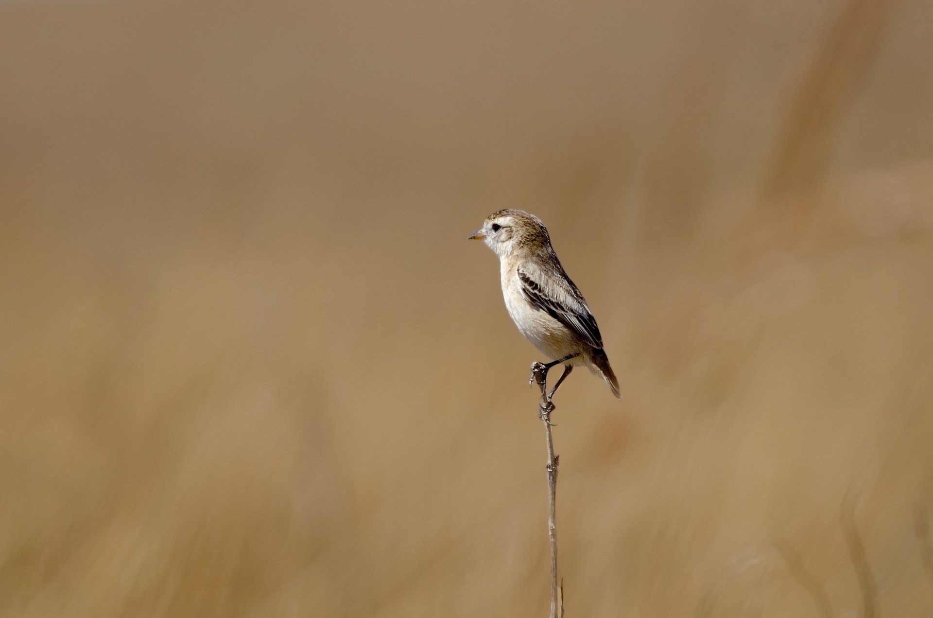 zweig vogel hintergrund