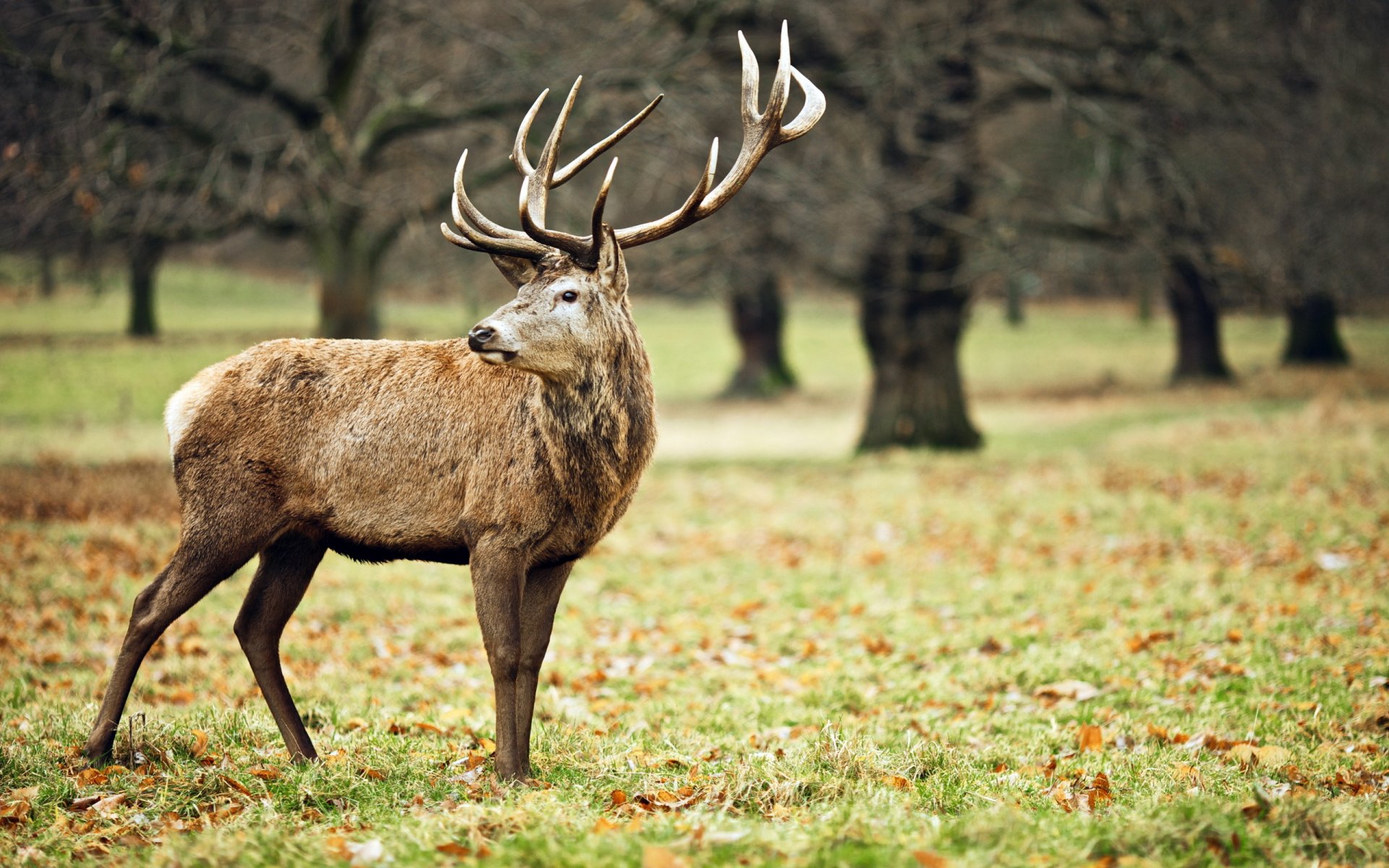 hirsch natur hintergrund