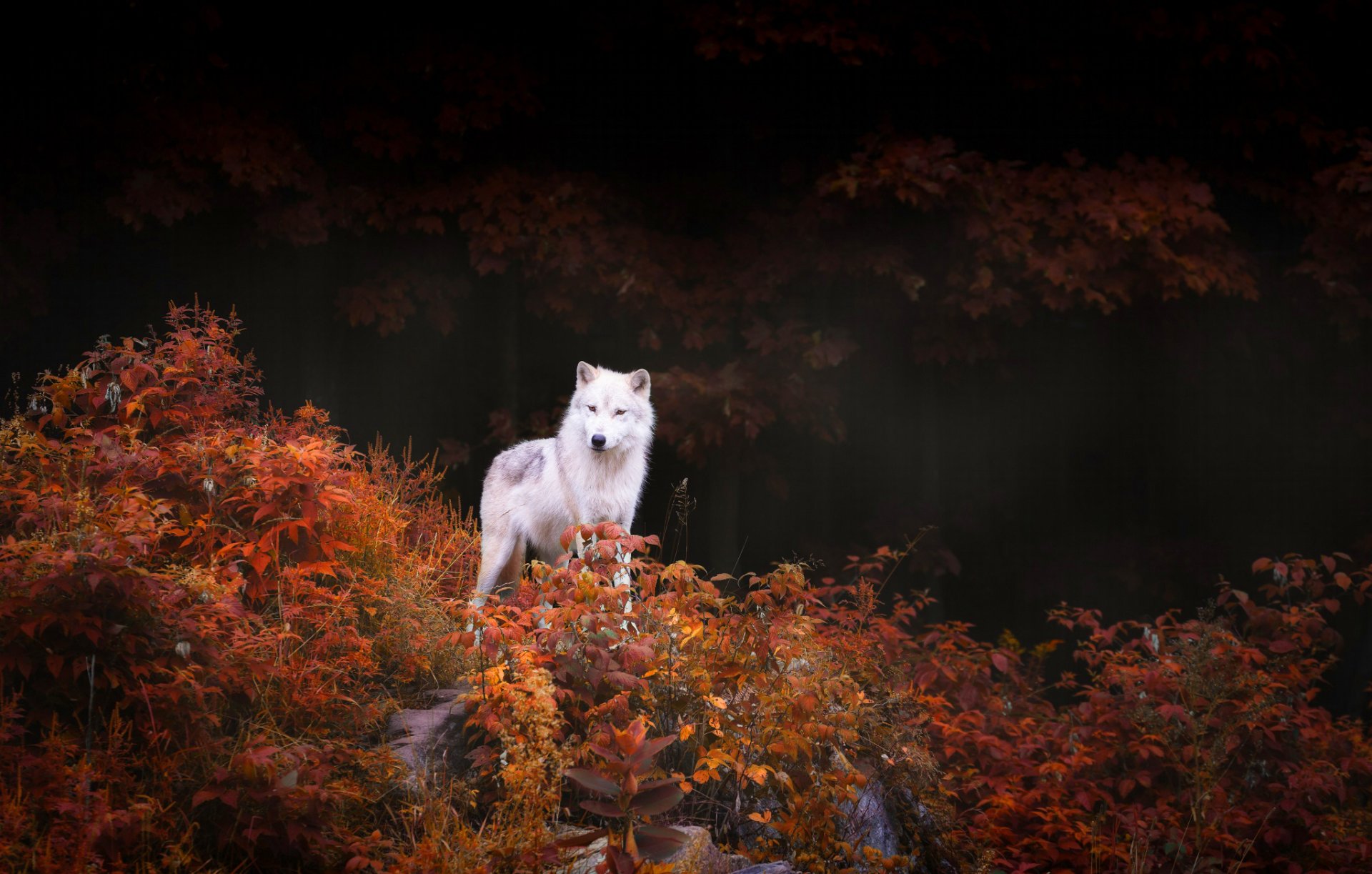 lupo predatore alberi cespugli fogliame autunno foresta natura