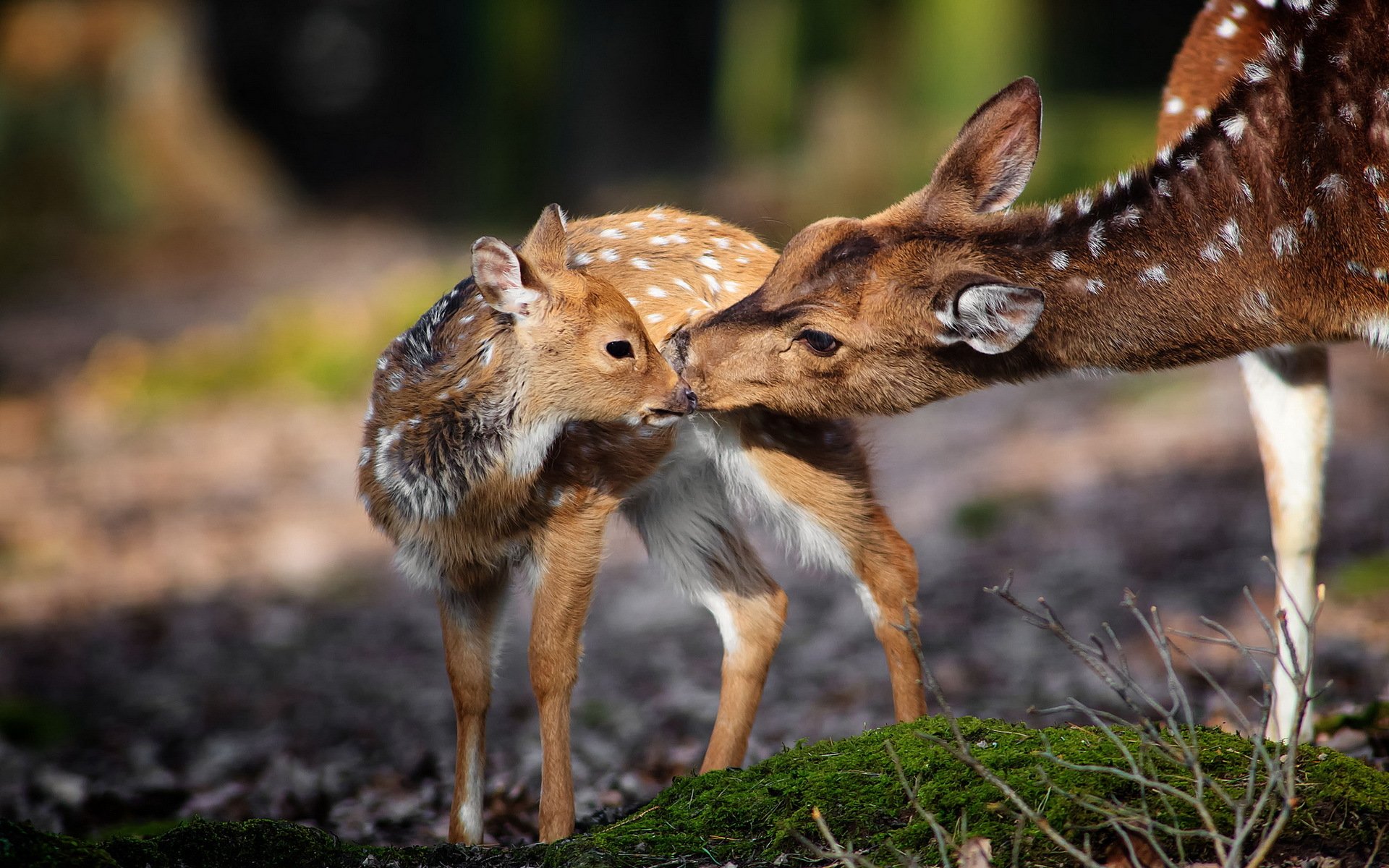 cerf nature fond