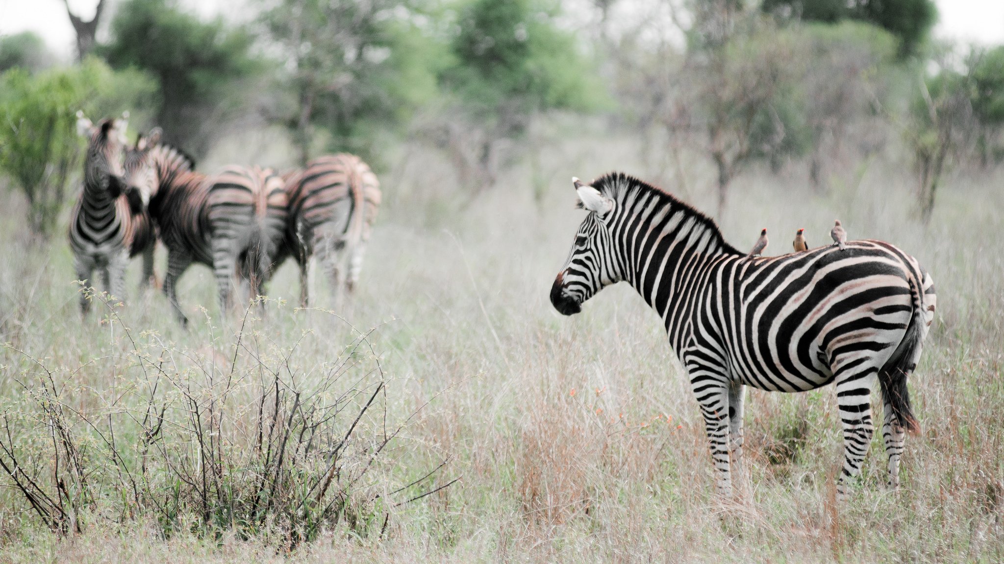 zebre uccelli effetto animali natura