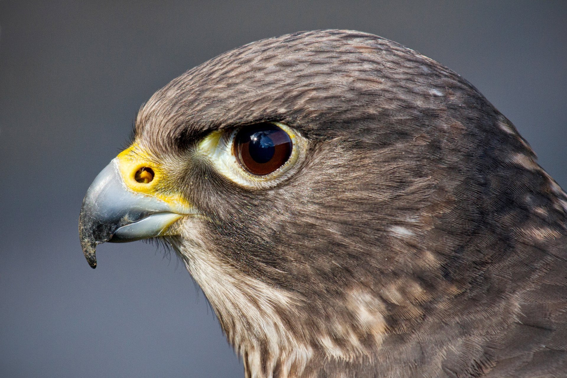 oiseau faucon prédateur tête oeil regard