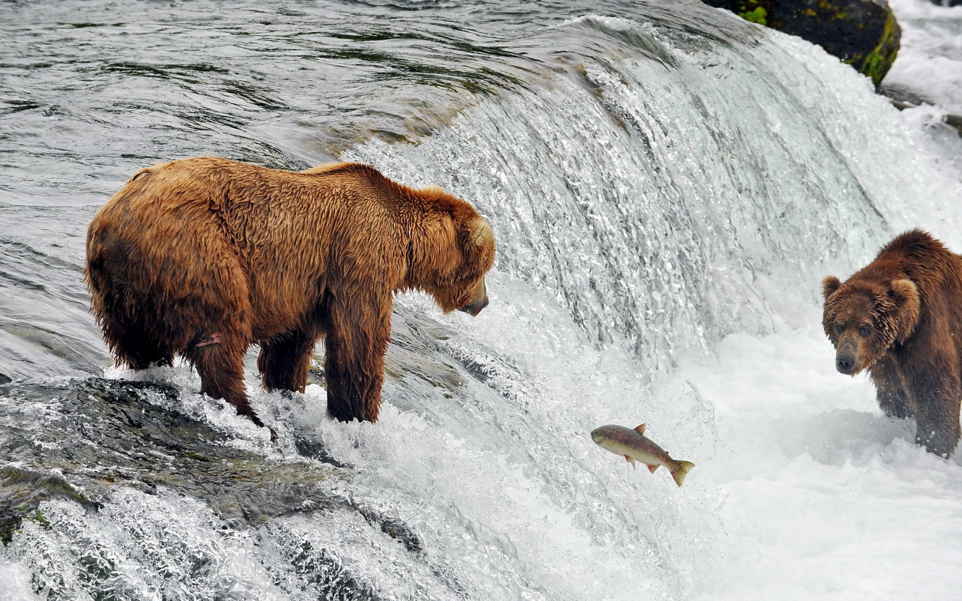 bären fisch fluss