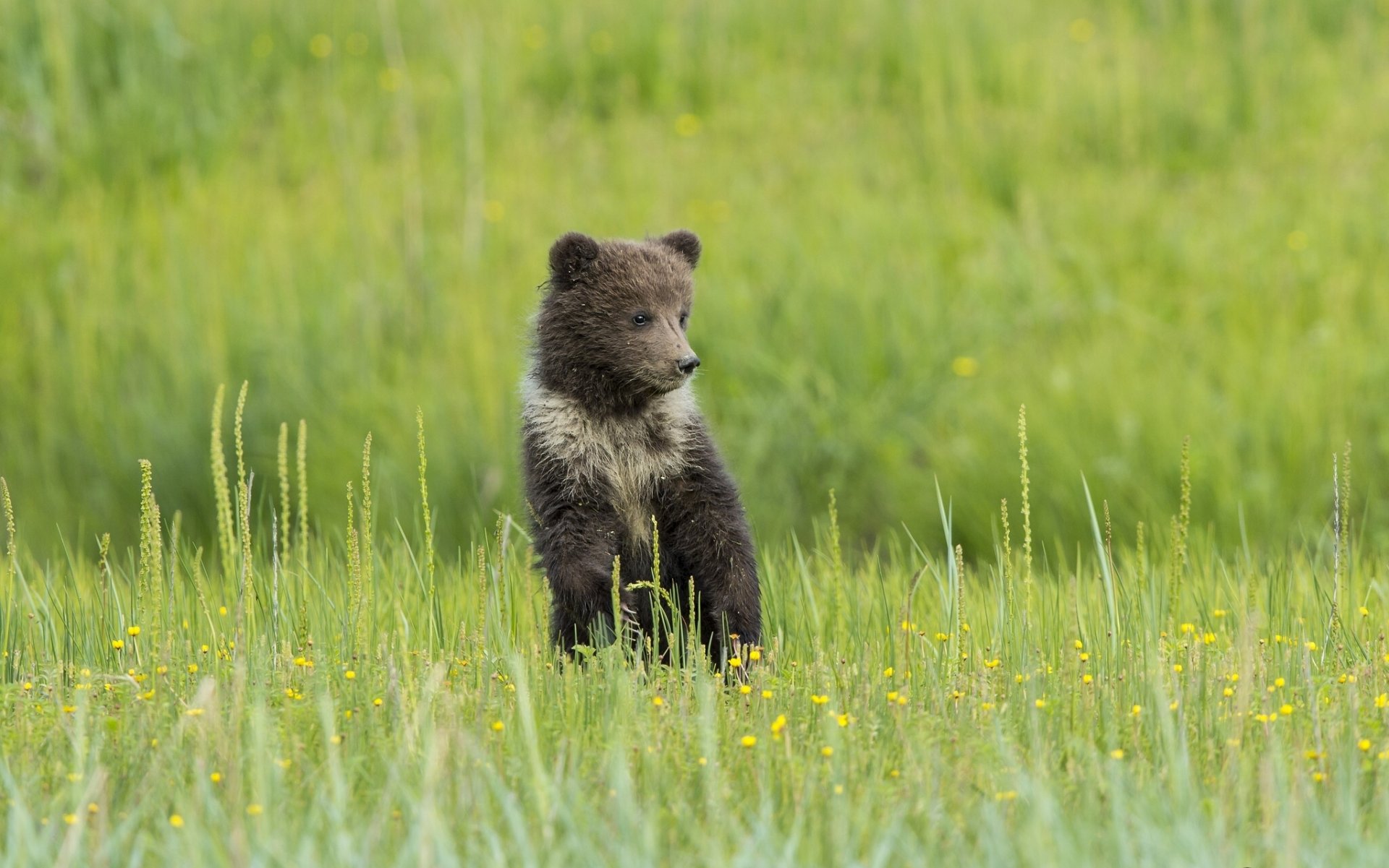 bär bär wiese blumen gras