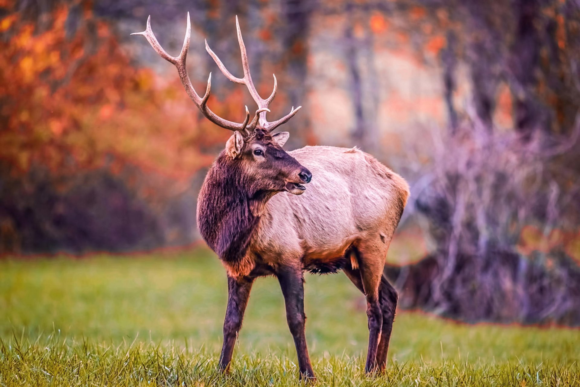 natura foresta primavera cervo corna animale