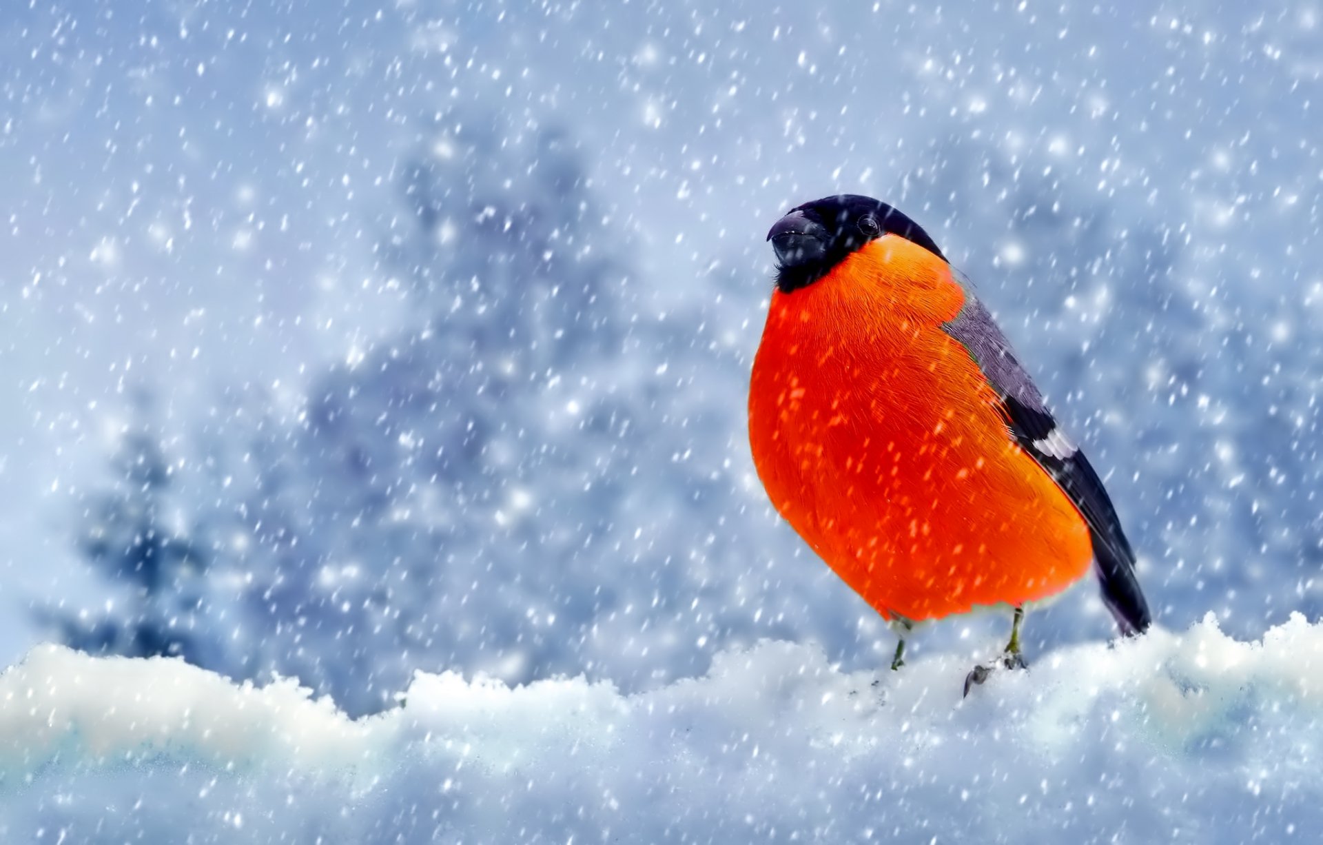 winter snow poultry bullfinch feather