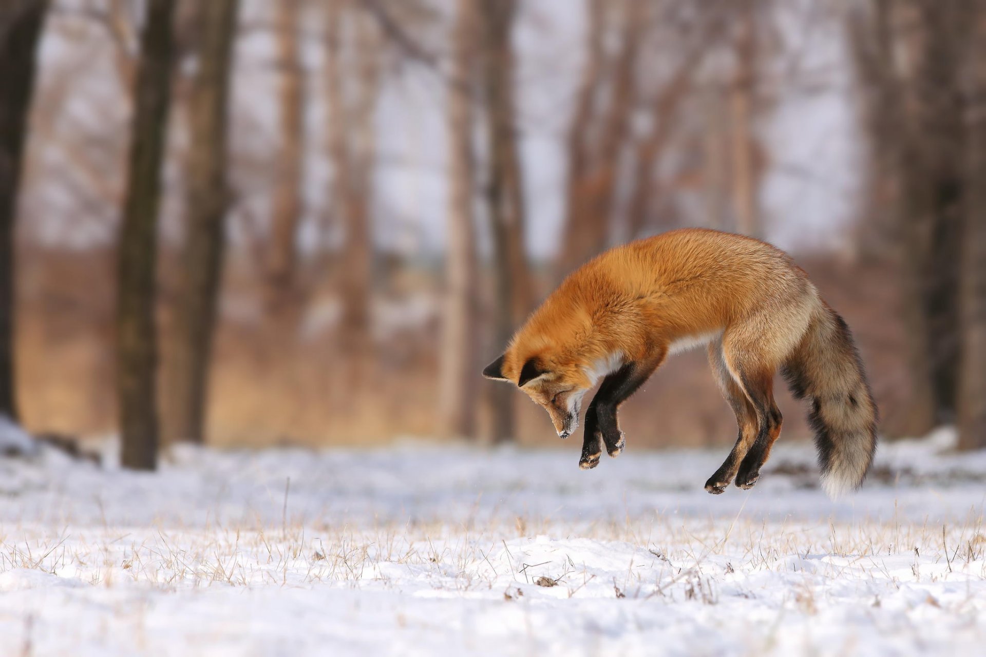 zorro salto caza nieve invierno claro bosque árboles