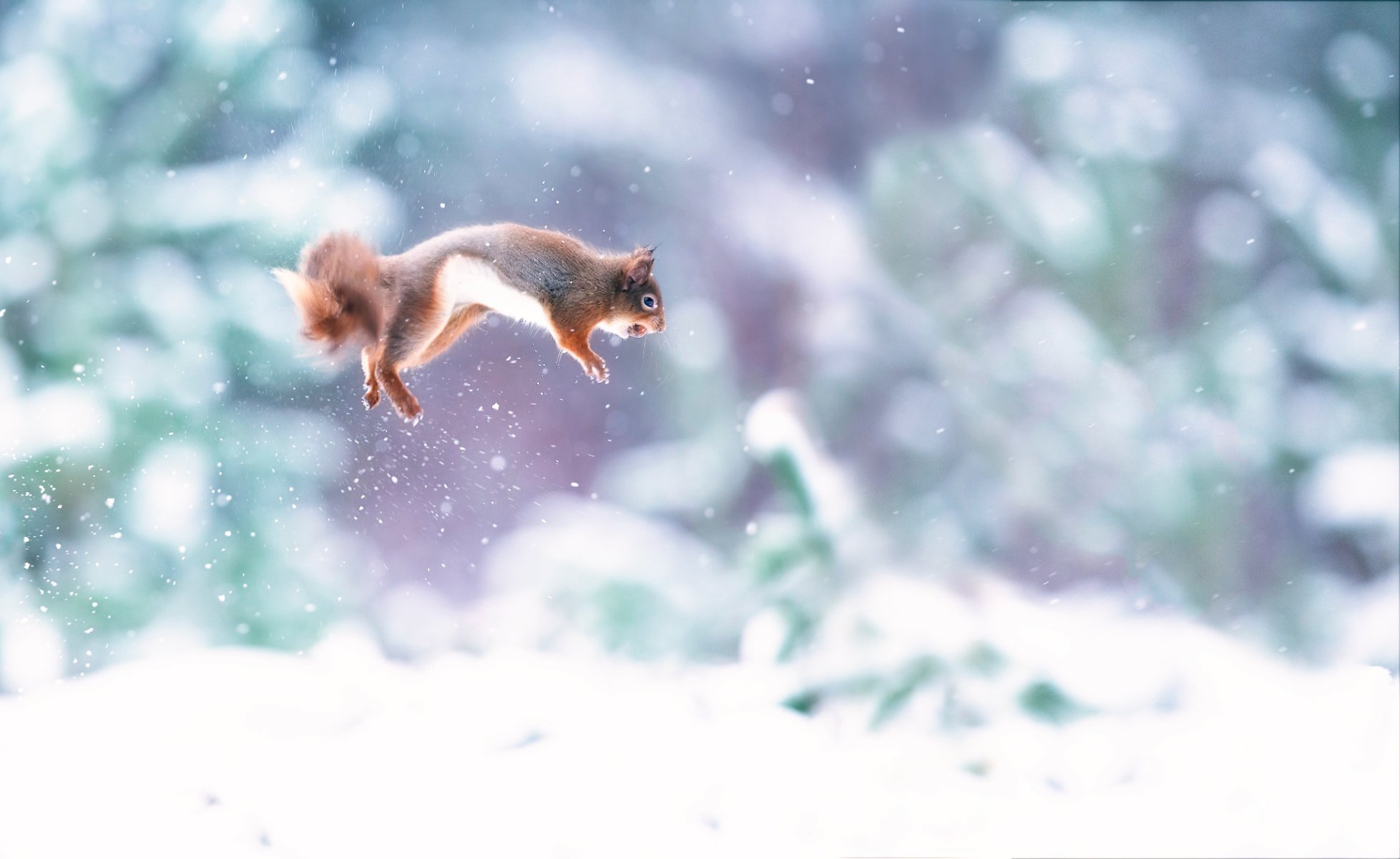 eichhörnchen sprung schnee nussbaum