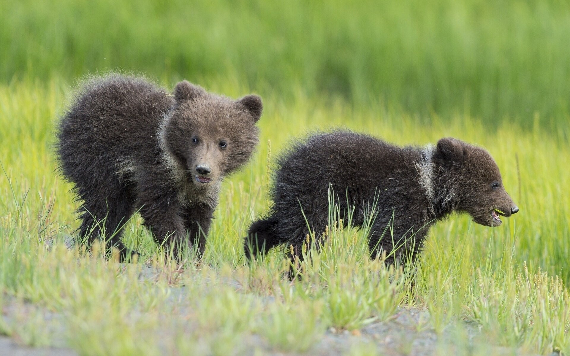 bears cubs cubs toddlers gra