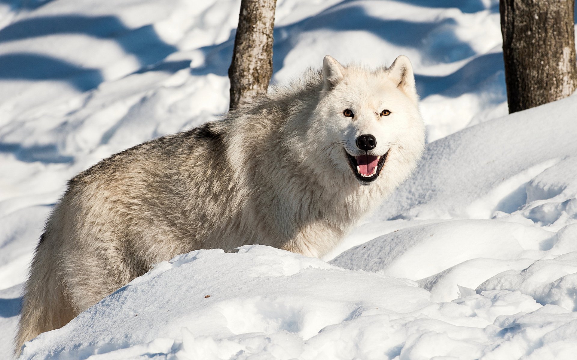 loup hiver neige