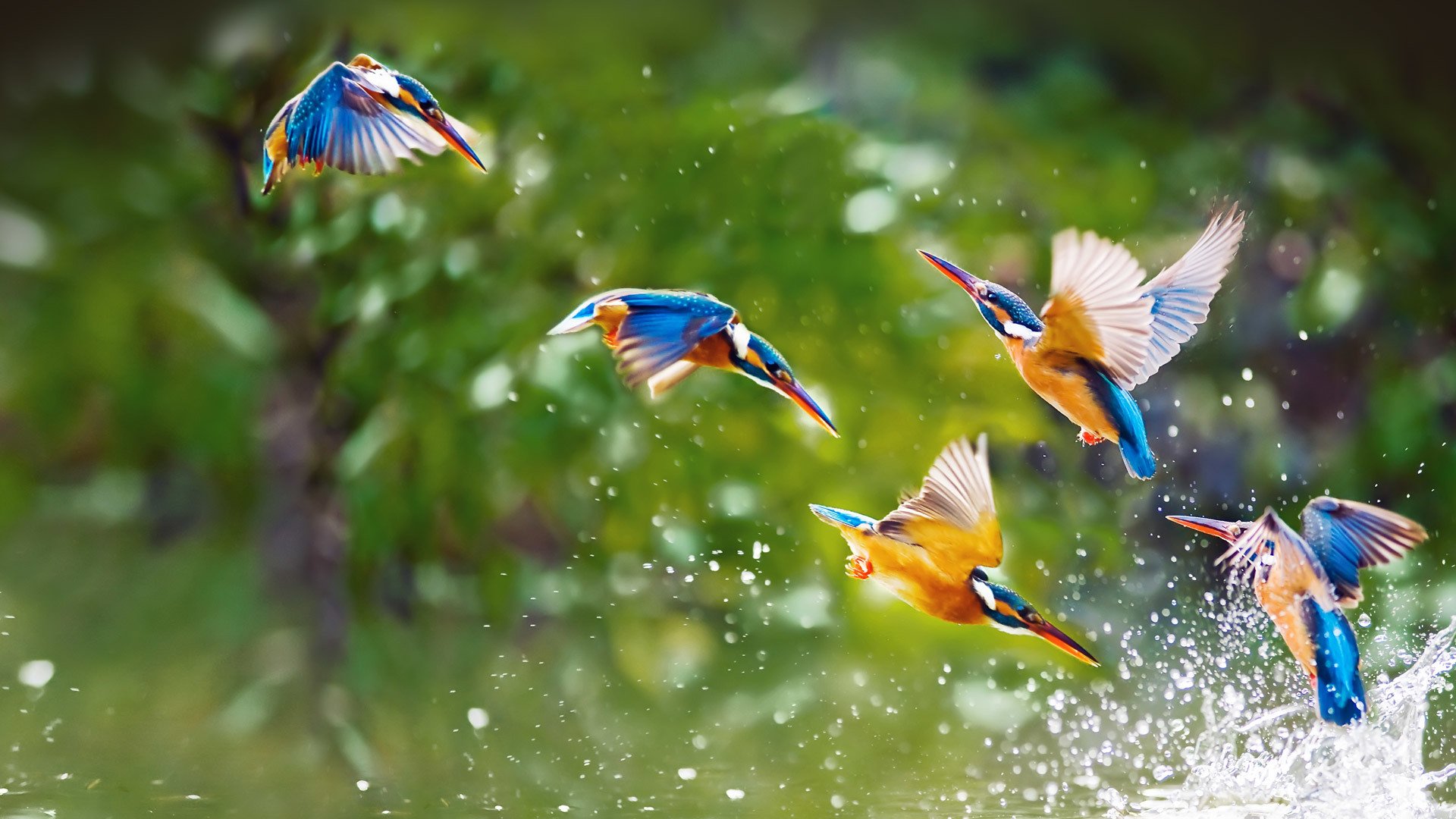 uccelli acqua spruzzi ali volo stormo