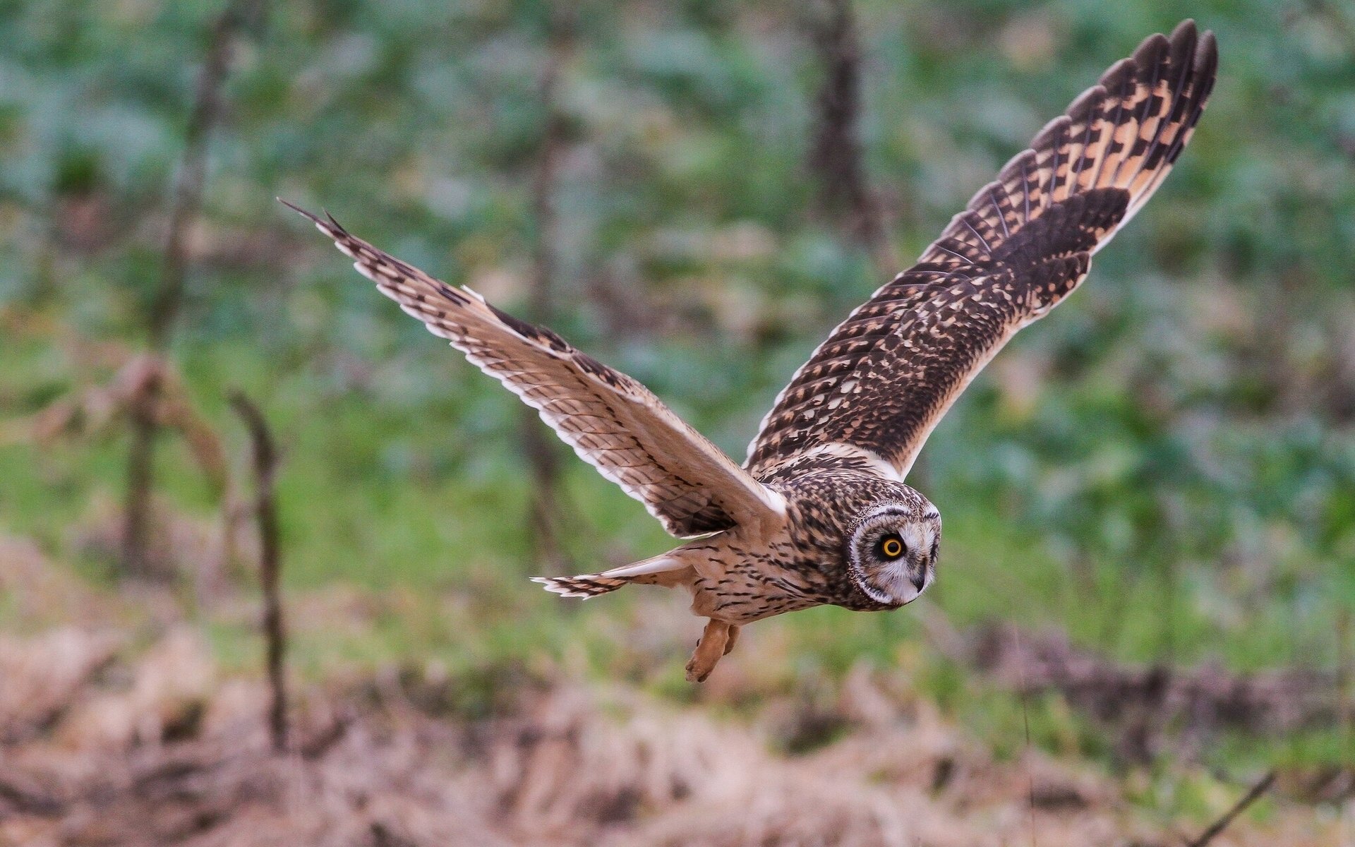 chouette des marais ailes