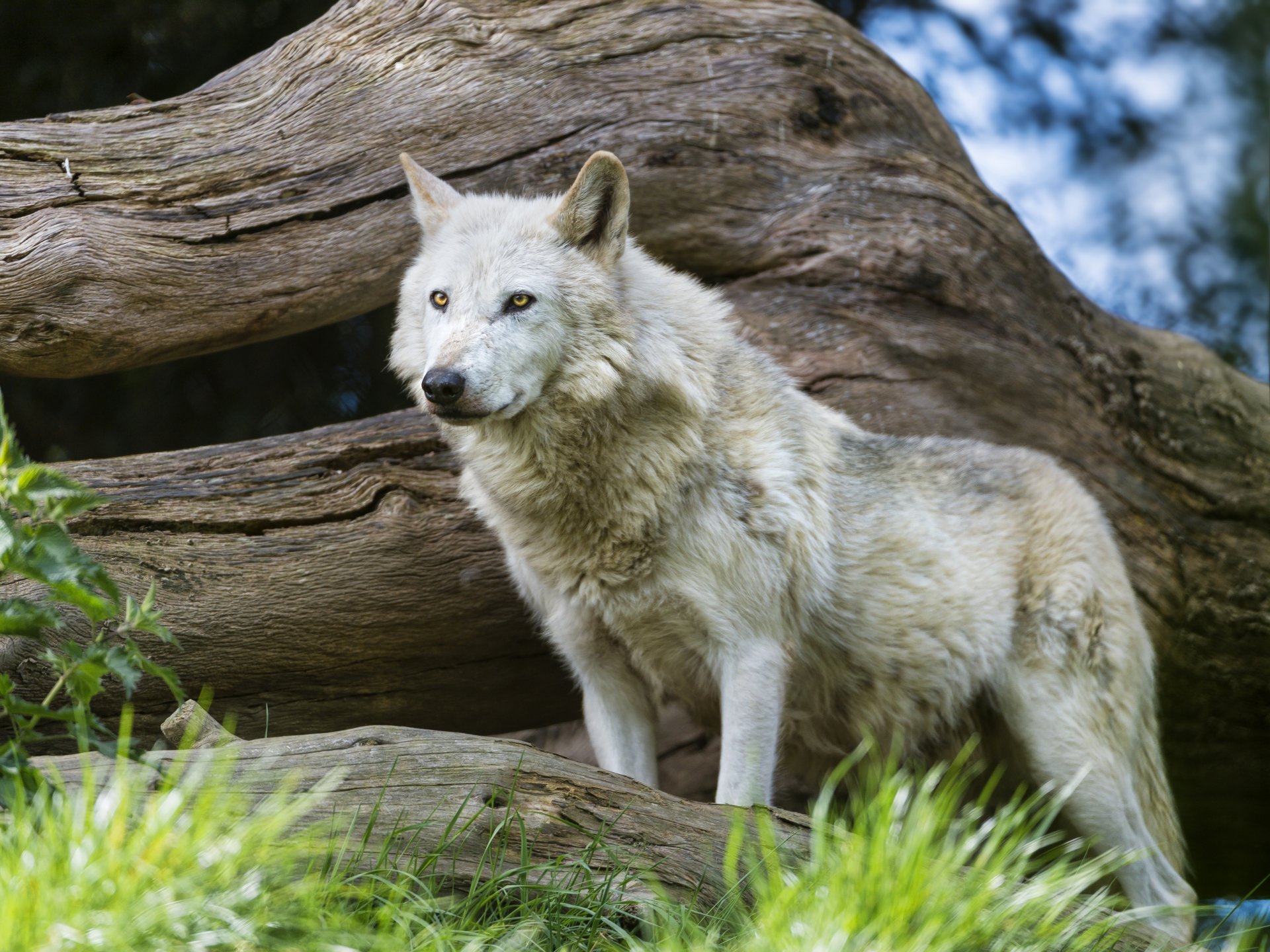 wolf raubtier gras treibholz blick ©tambako der jaguar